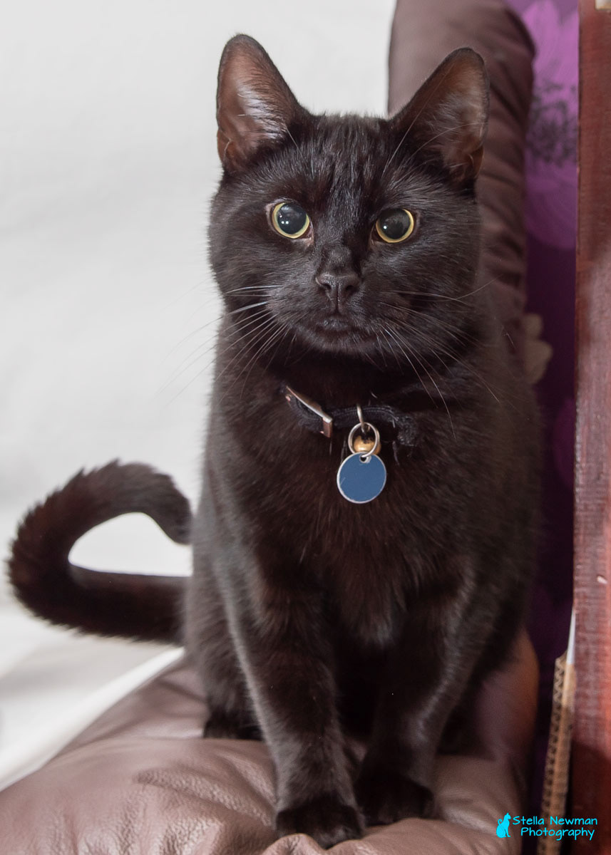 Spooky - his Mum went out to buy a wardrobe and came back with him and his brother!