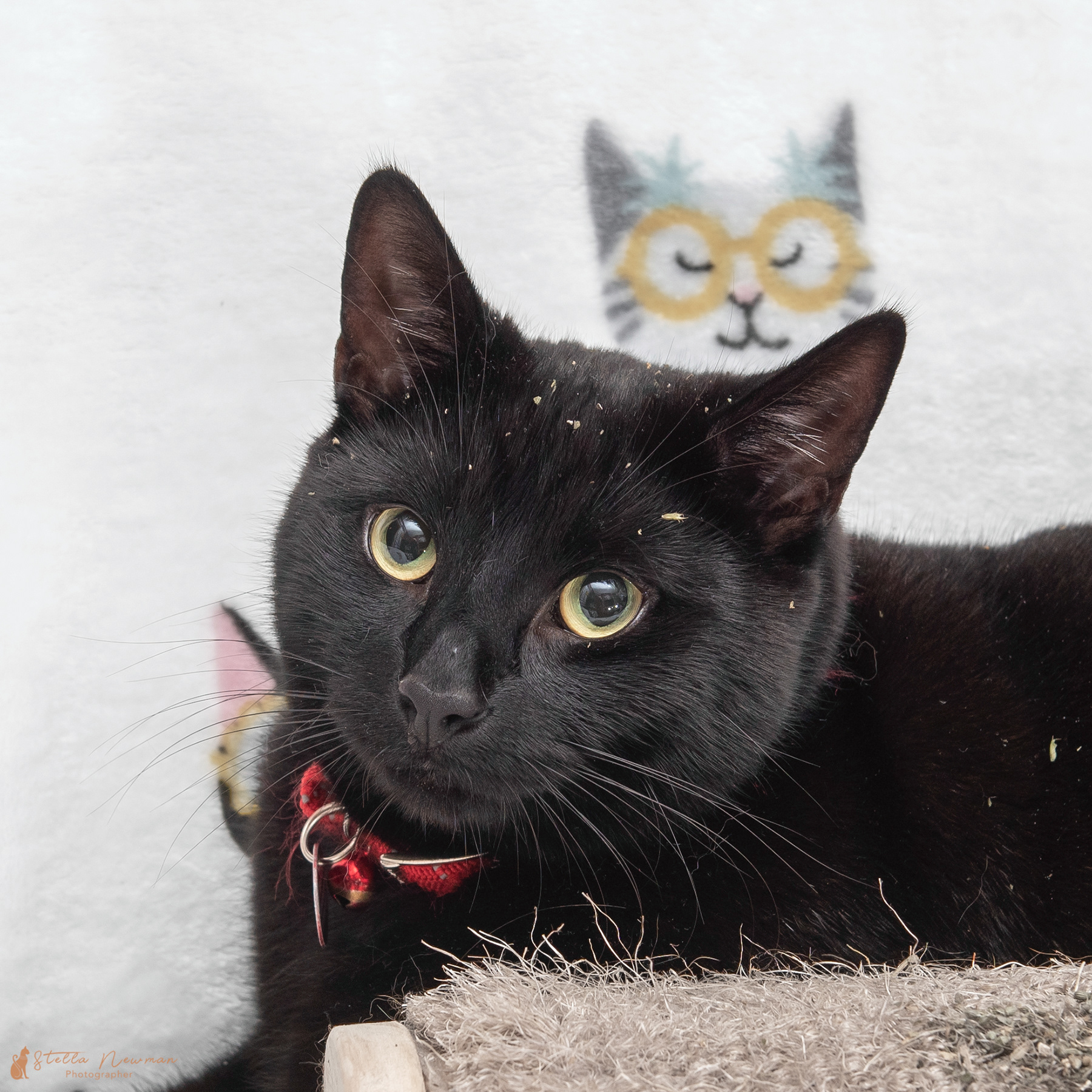 Obsidian - his Mum went out to buy a wardrobe and came back with him and his brother!
