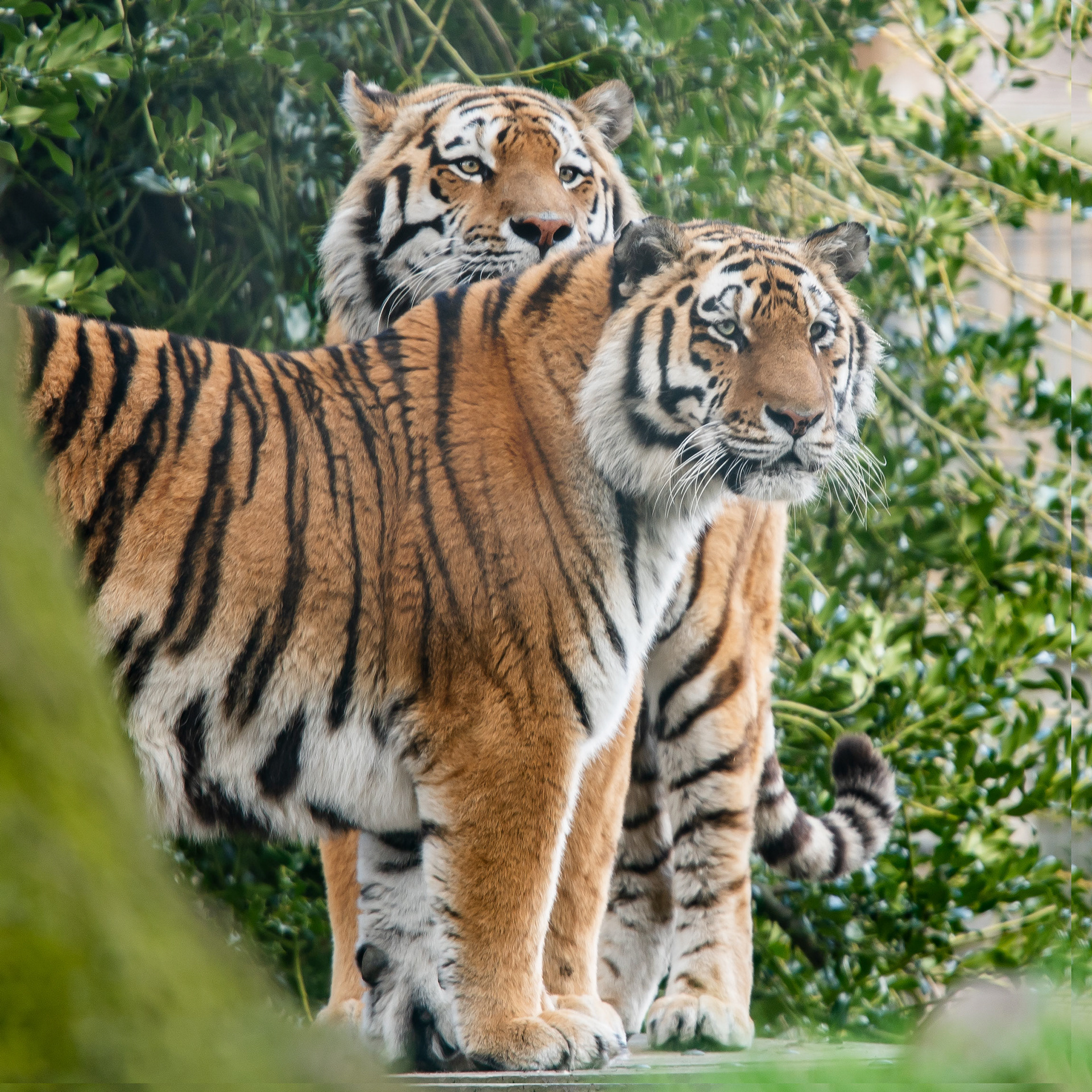 Vladimir and Sayan - Amur tigers