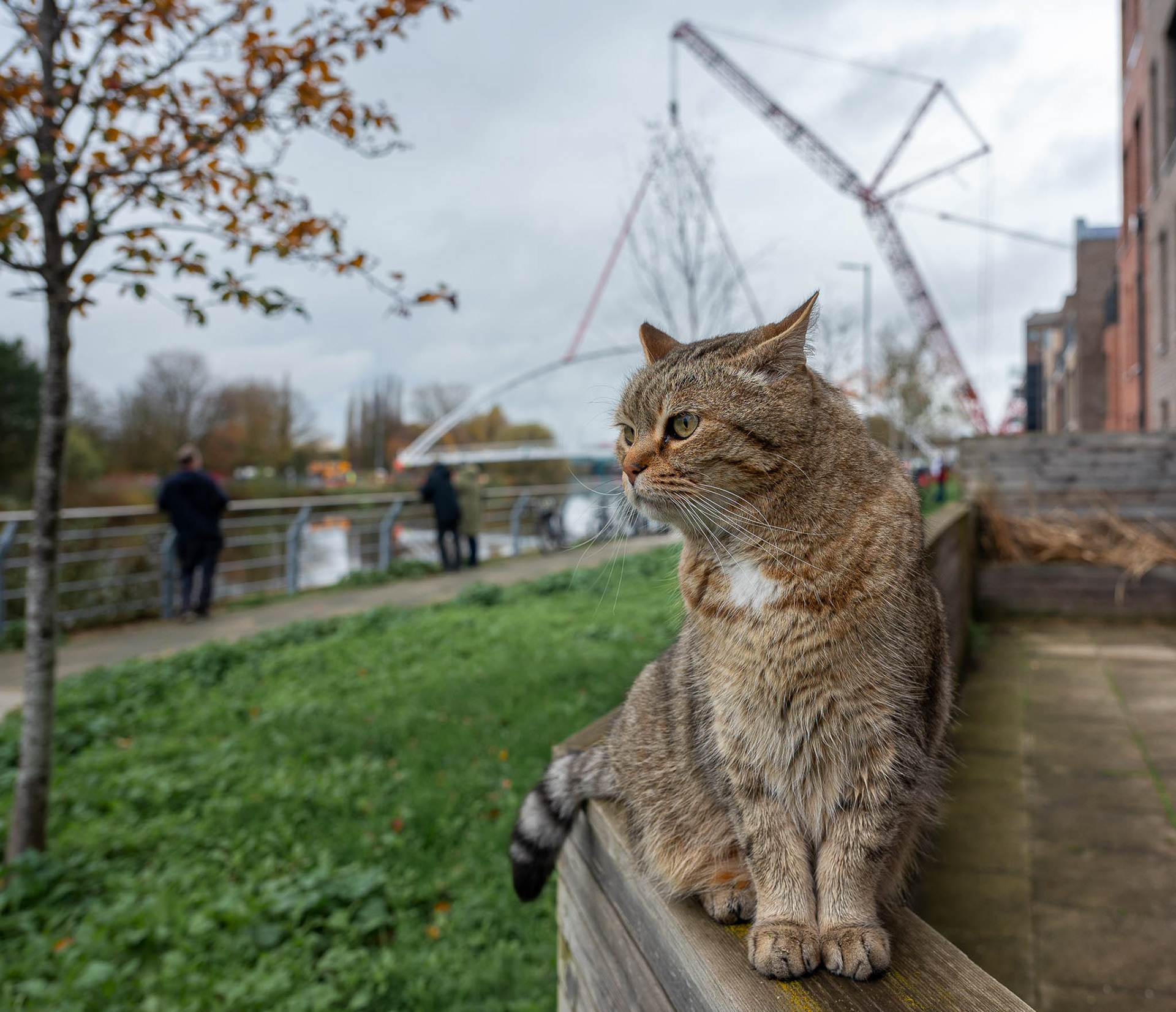 Dante, a local celebrity, oversees the placing of the bridge