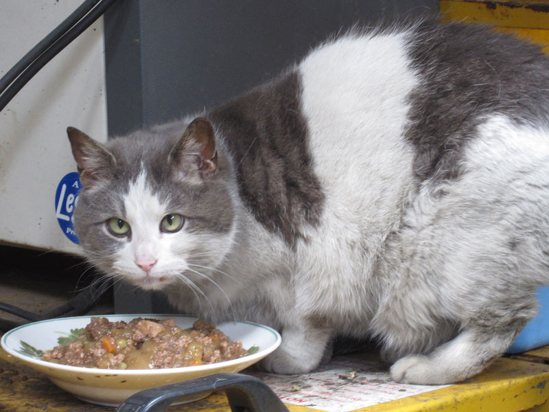 Smokey - feral cat who lived in the forklift truck shed. Never tamed but he was fed regularly