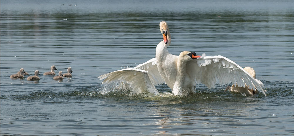 Swan fight