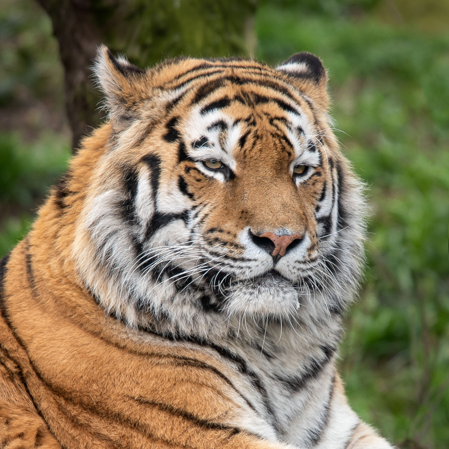 Vladimir - Amur tiger