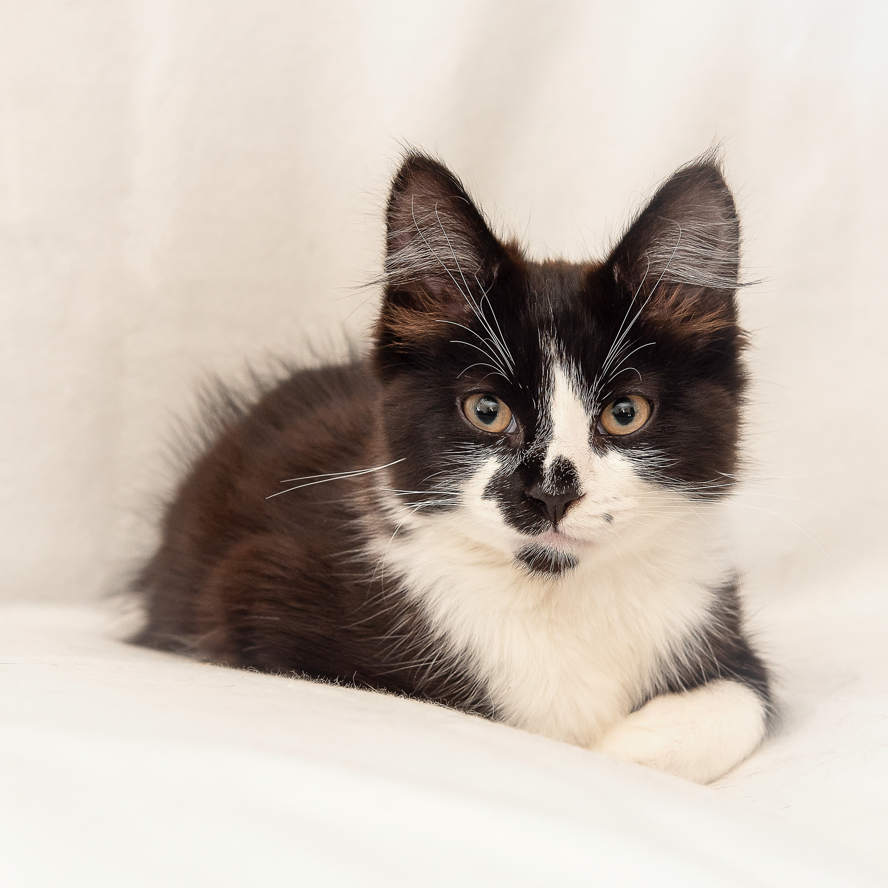 Treacle - left in a sealed lunchbox on the road. Now happy, spoiled, friendly boy