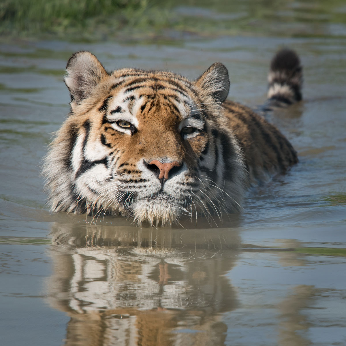 Vladimir - Amur tiger