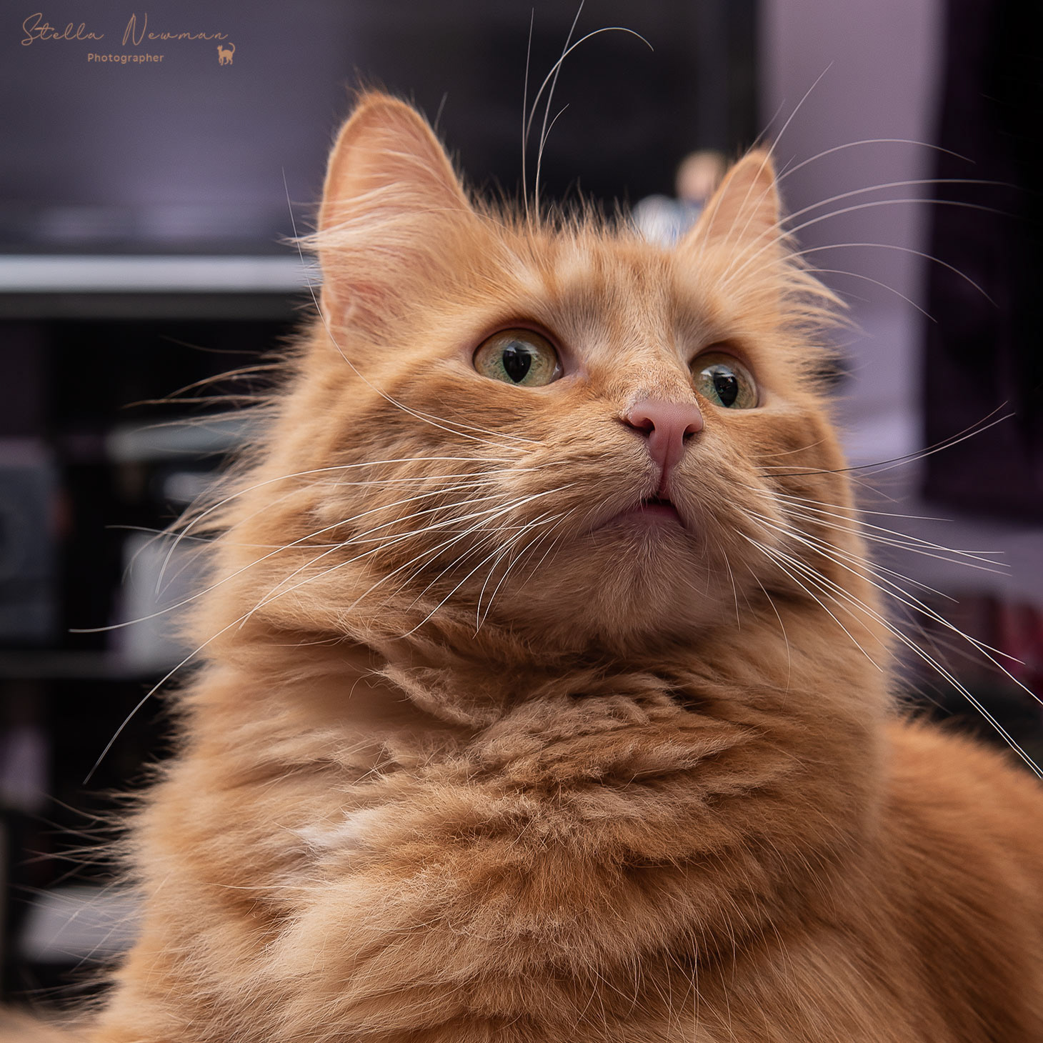 Dougal - one of 15 ginger kittens rescued from a feral colony