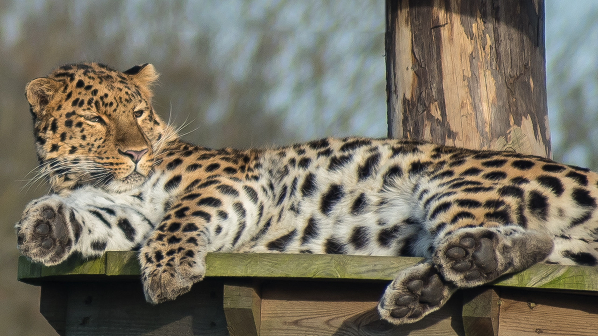 Amur leopard
