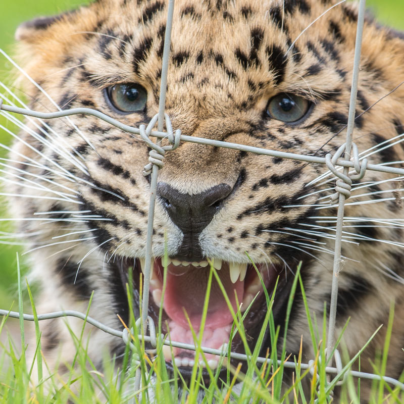 Amur leopard cub