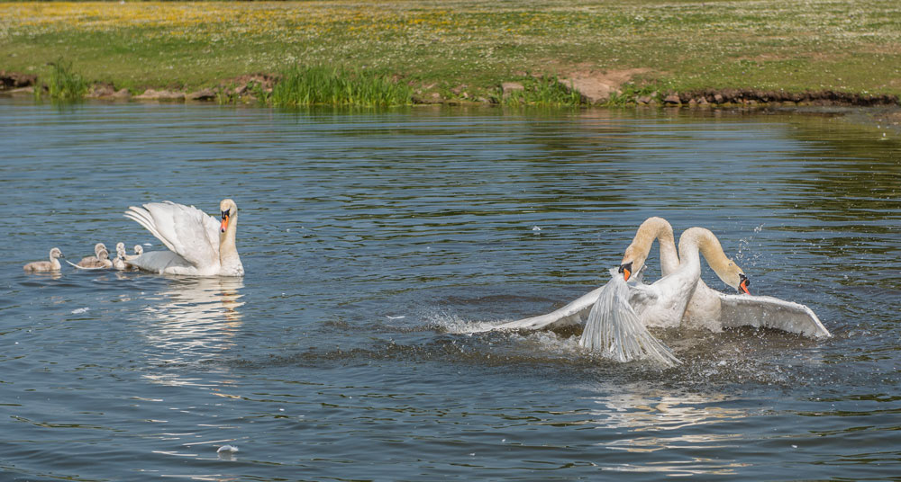 Swan fight