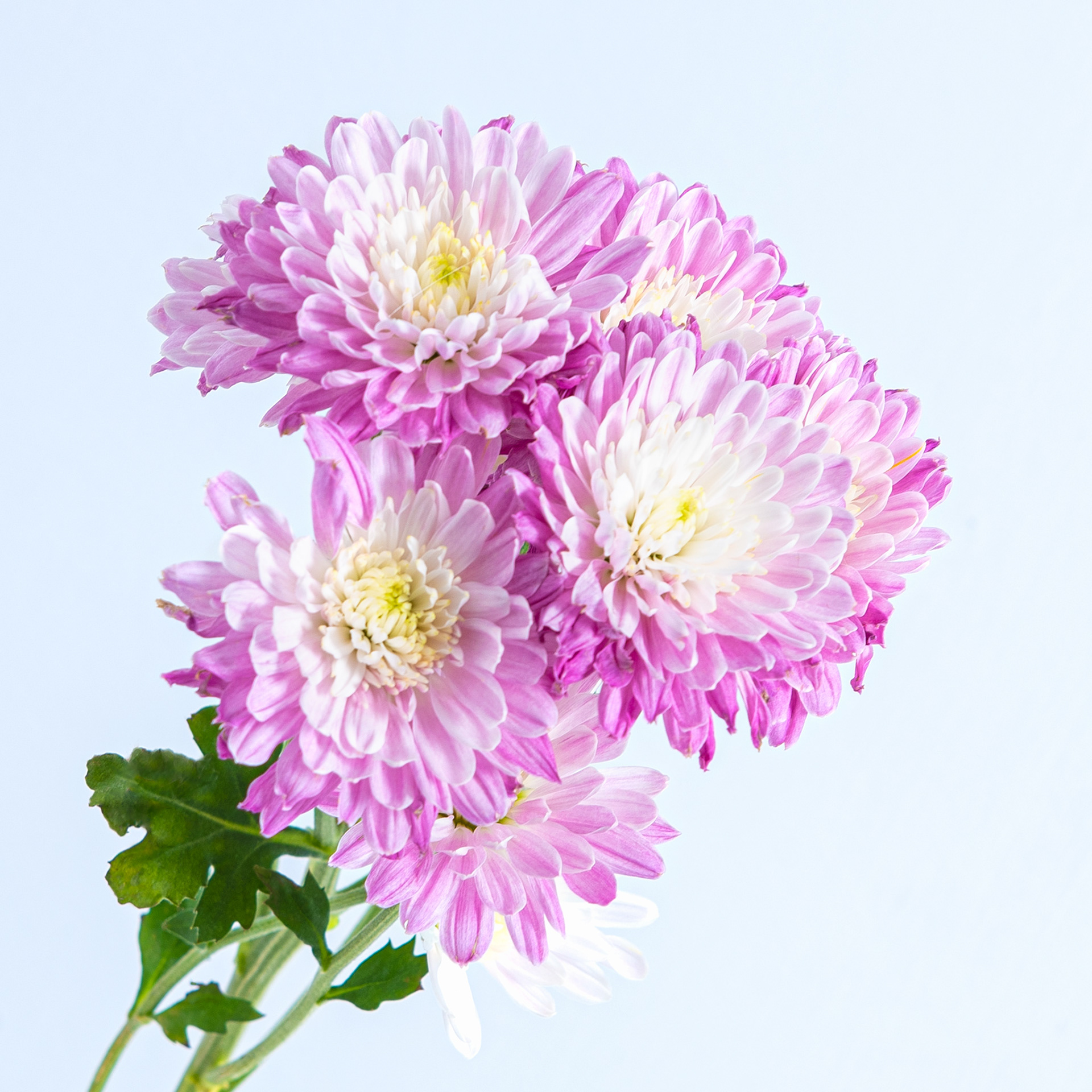 Chrysanthemum