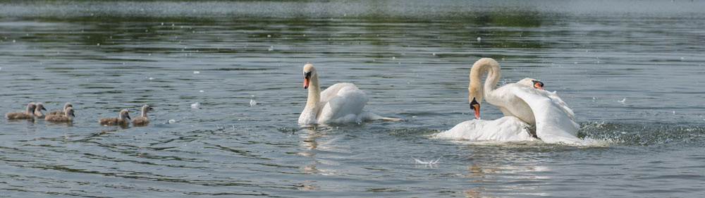 Swan fight