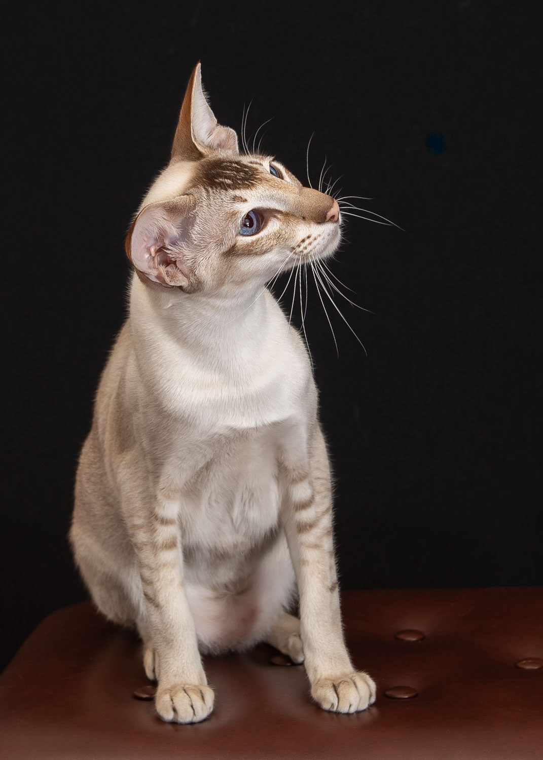 Merlin