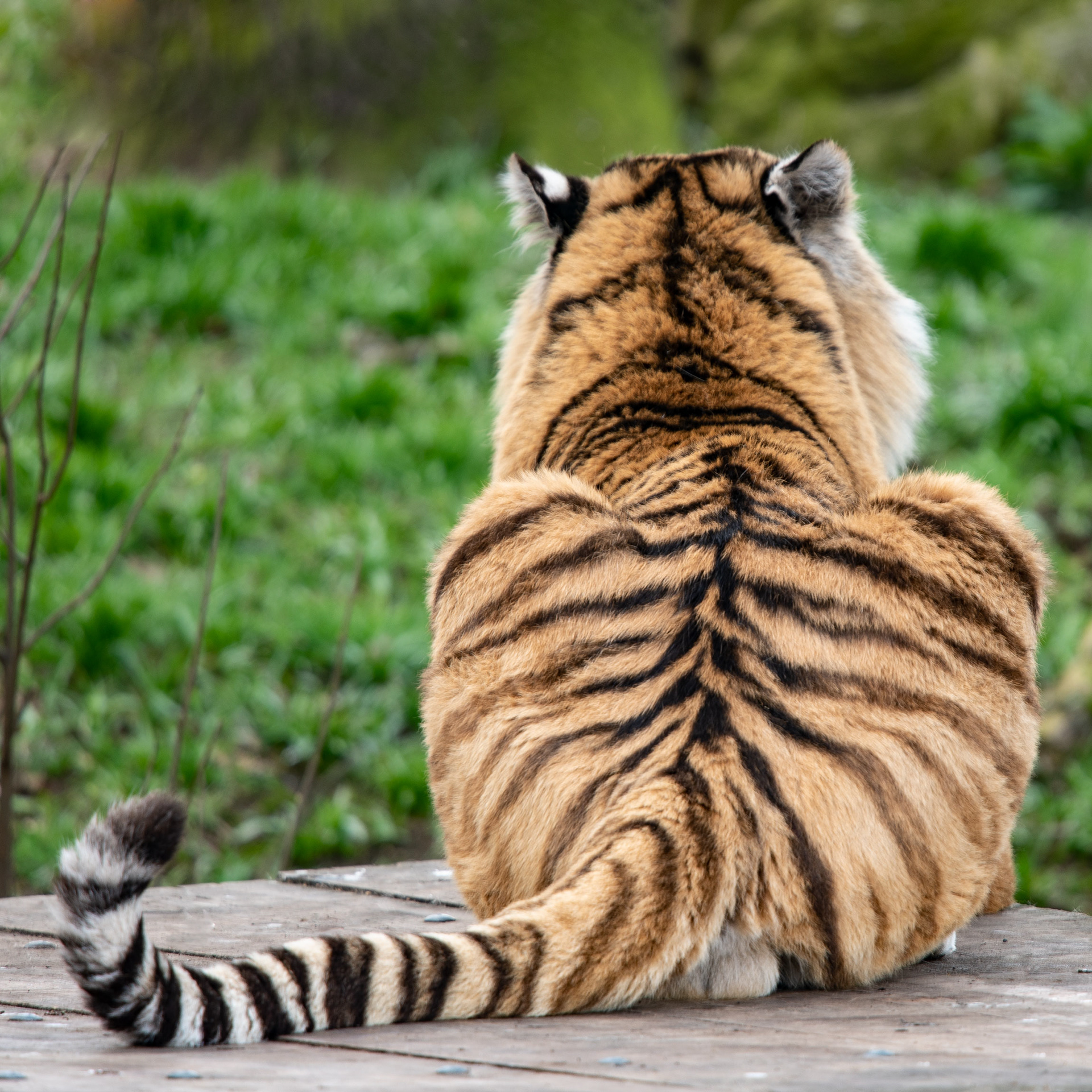 Vladimir - Amur tiger