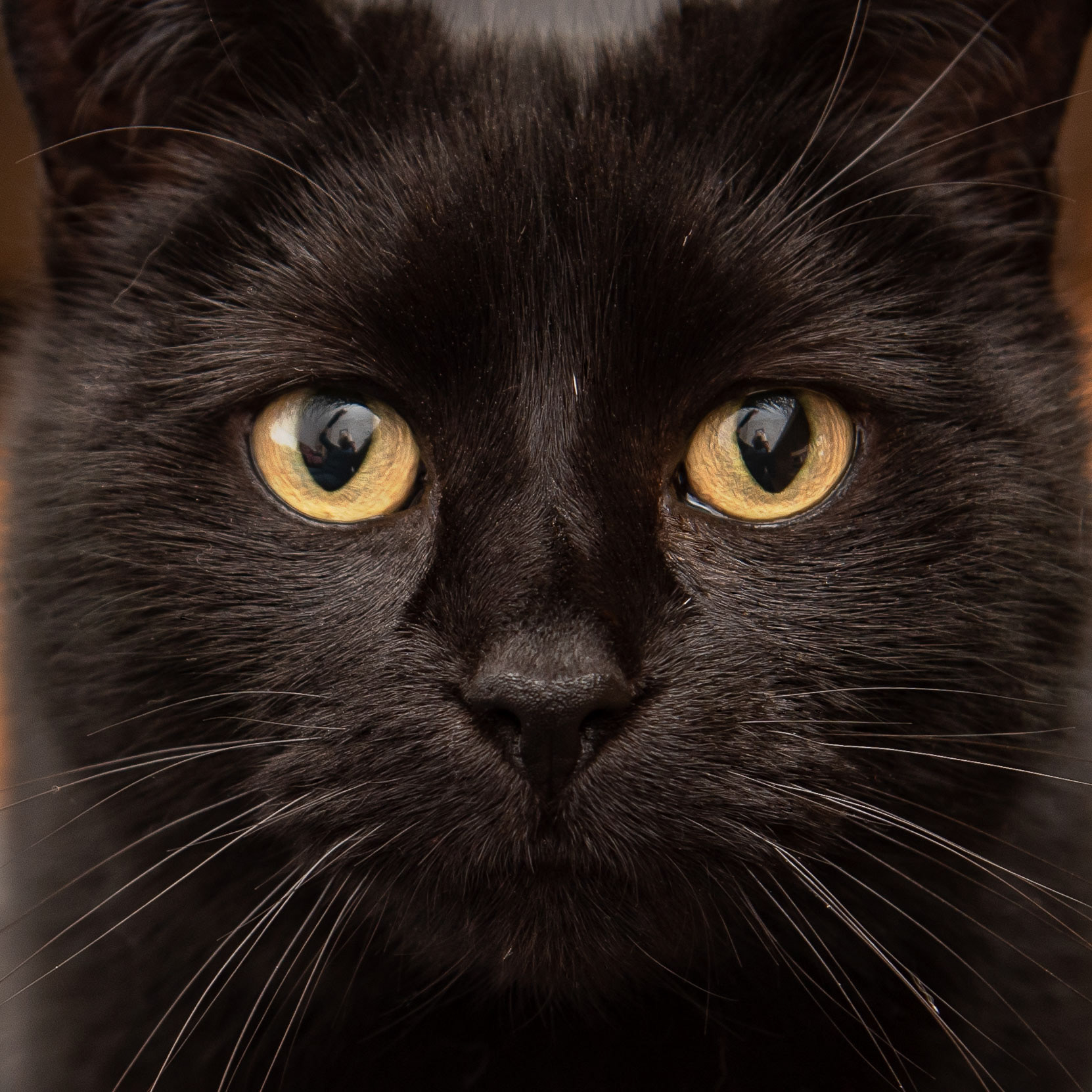 Bagheera