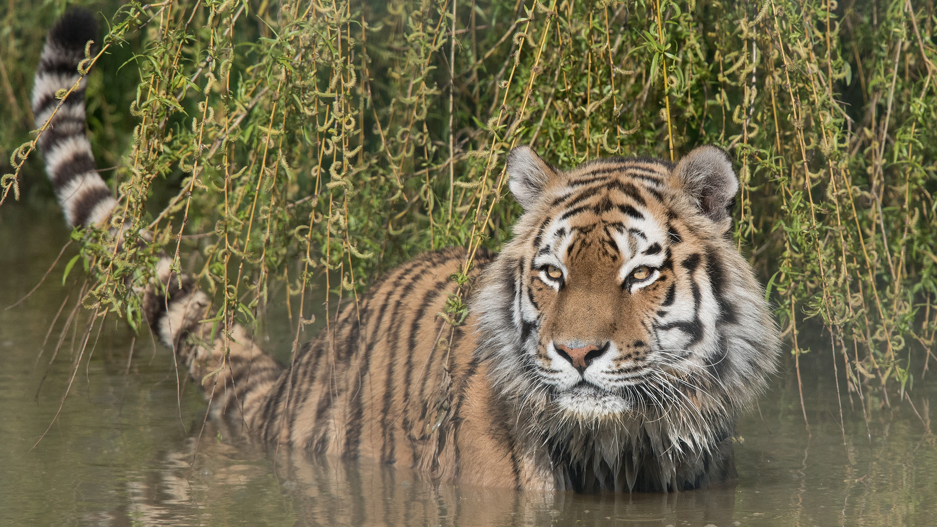 Vladimir - Amur tiger