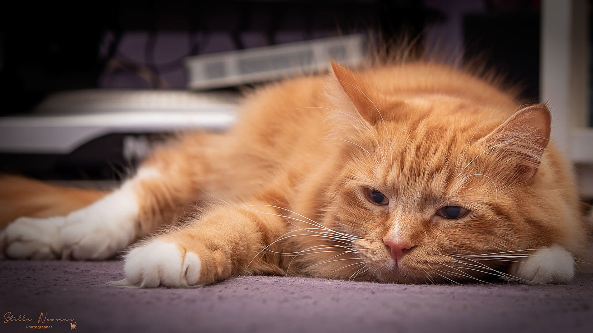 Hamish - one of 15 ginger kittens rescued from a feral colony