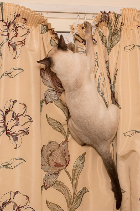 Curtain climber
