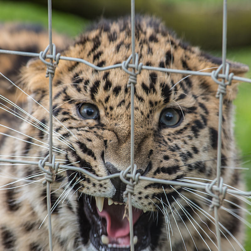 Amur leopard cub