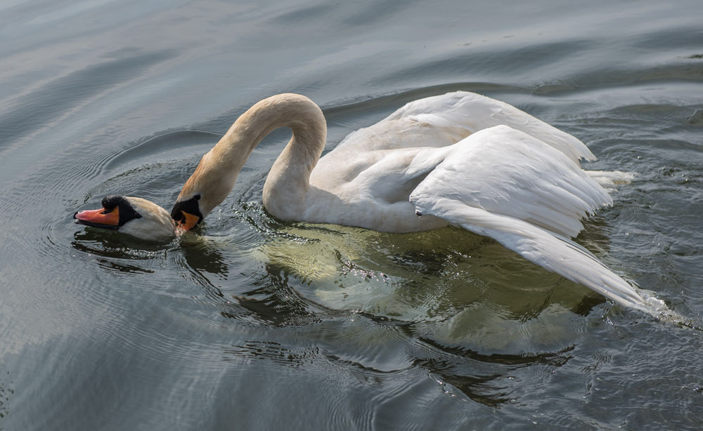 Swan fight