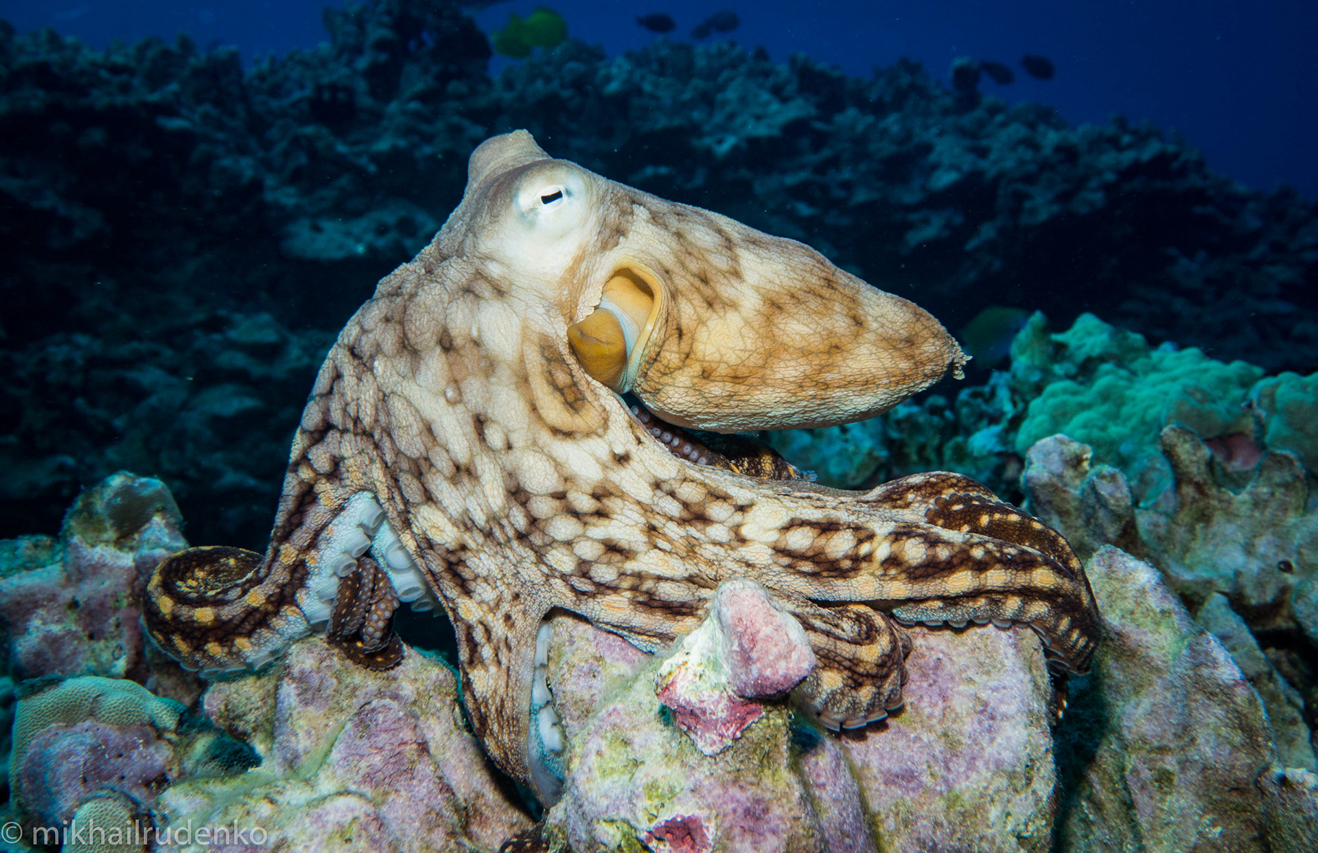 2. Same Day Octopus few seconds later