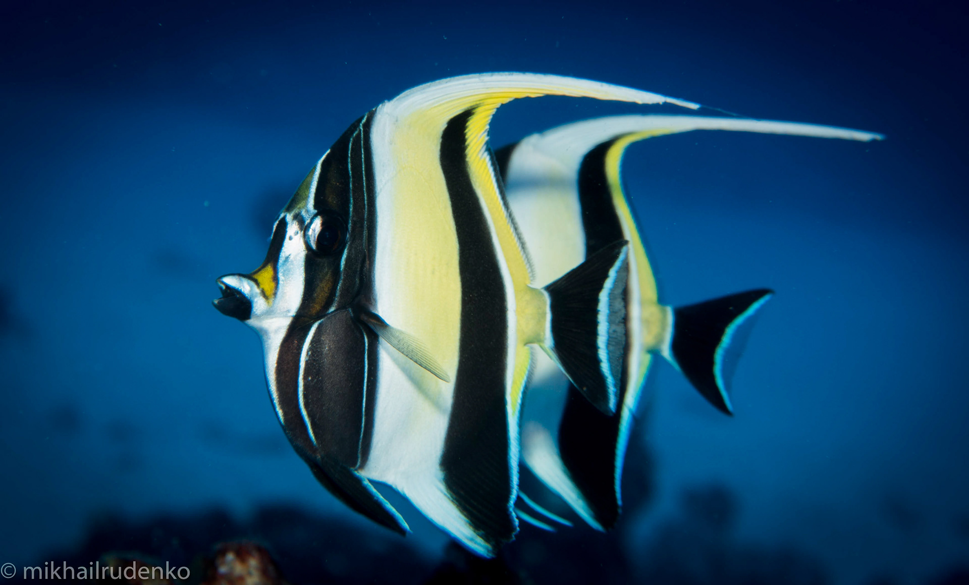10. Moorish Idol