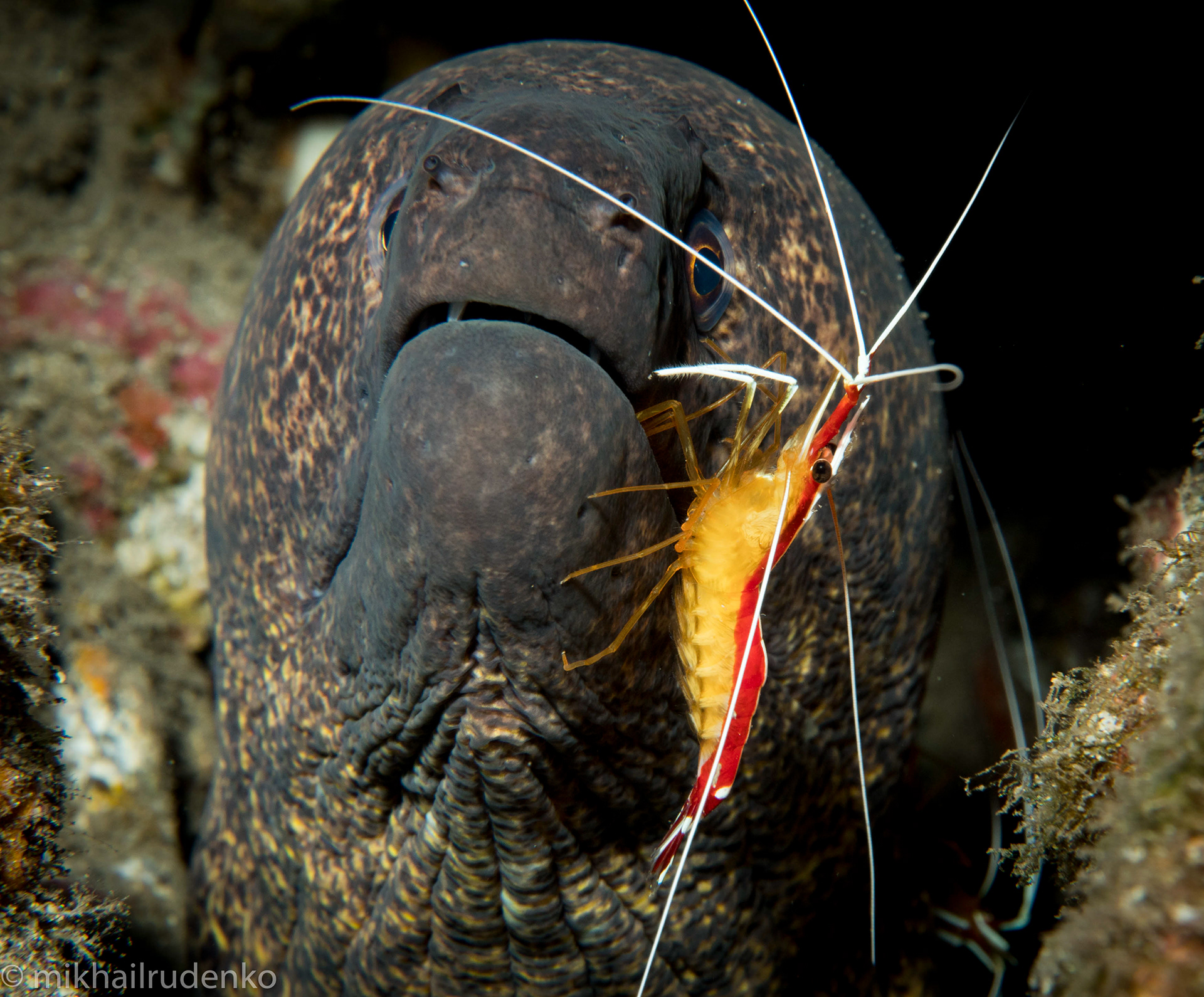49. White-Stripe Cleaner shrimp and Yellowmargin Moray