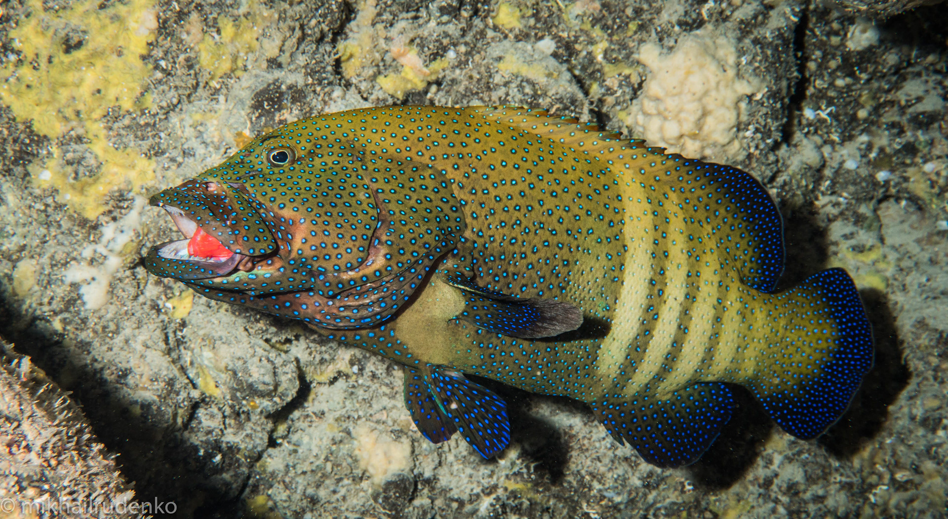 53. Peacock Grouper eating a squirrelfish