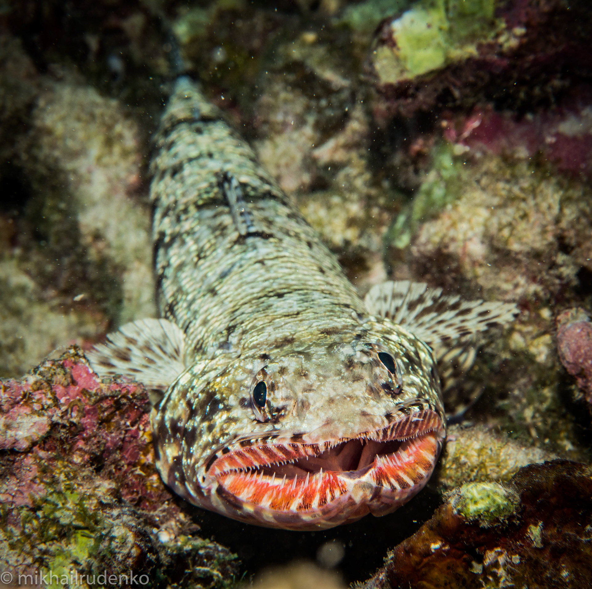 60. Orangemouth Lizardfish