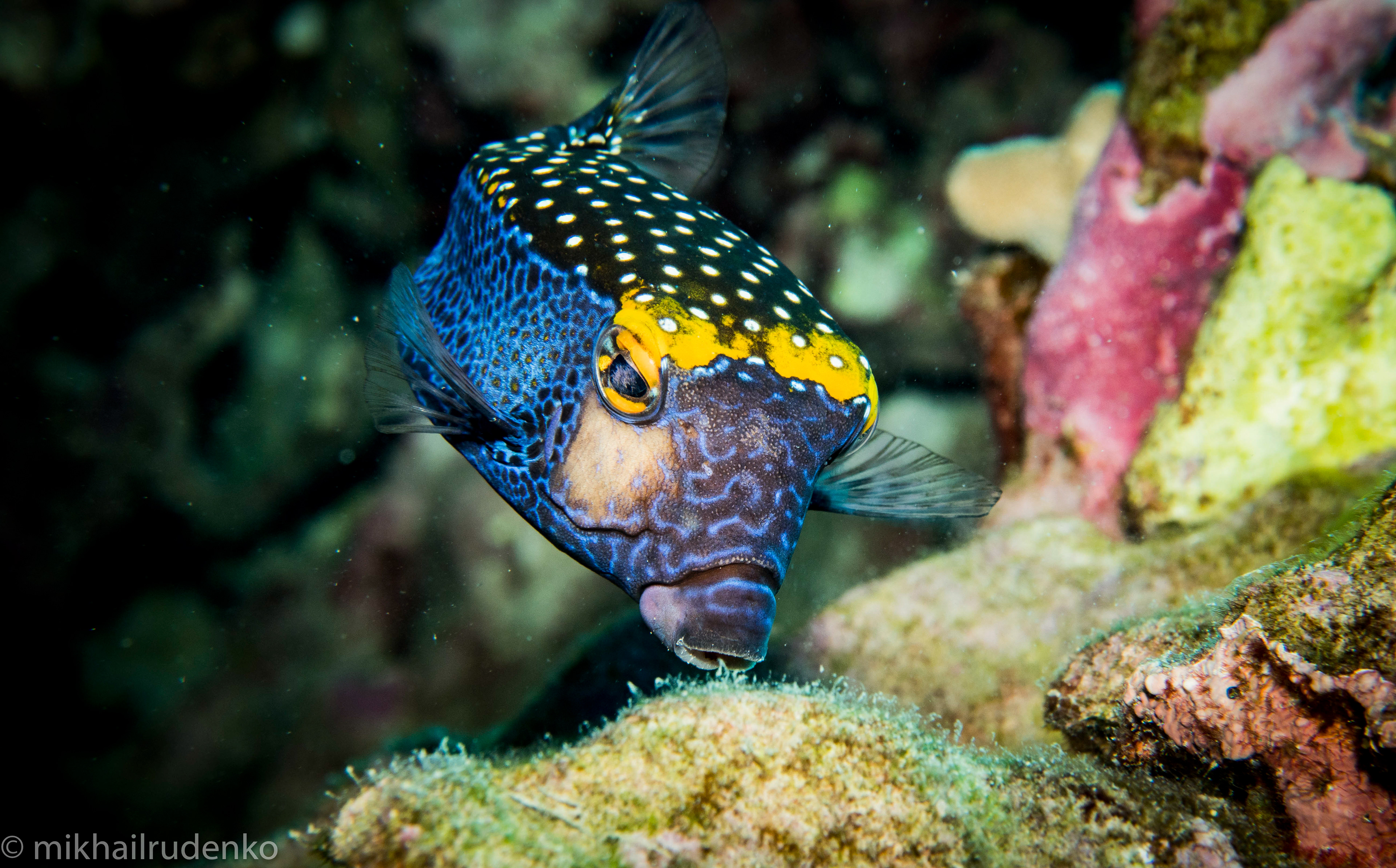 5. Spotted Boxfish 