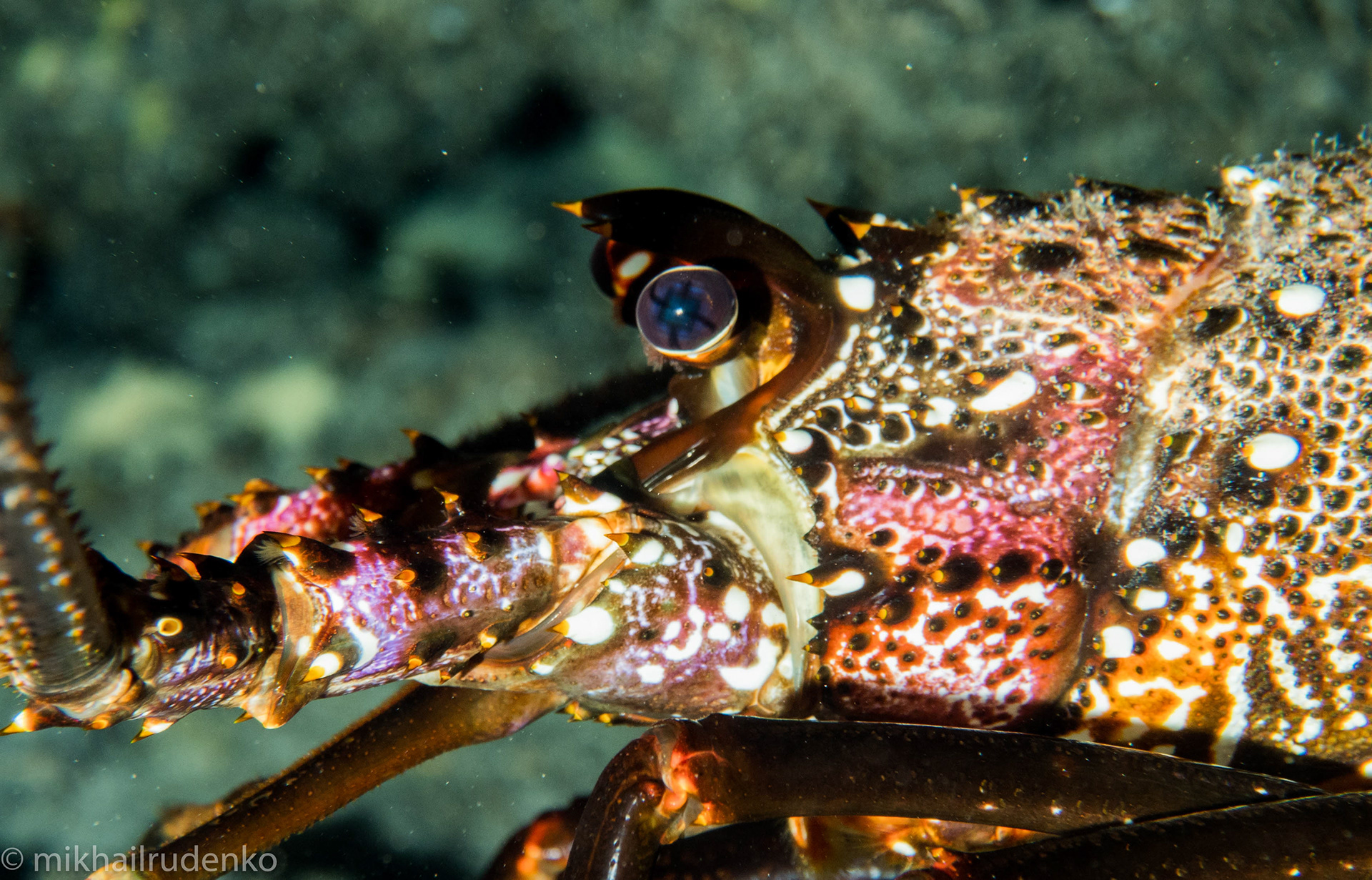 38. Banded Spiny lobster