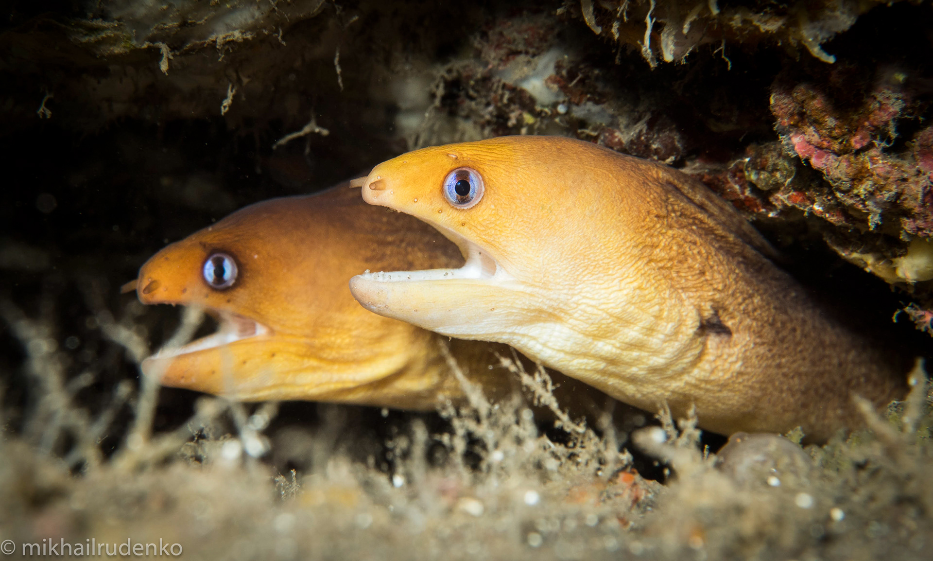 34. Two Dwarf Moray eels