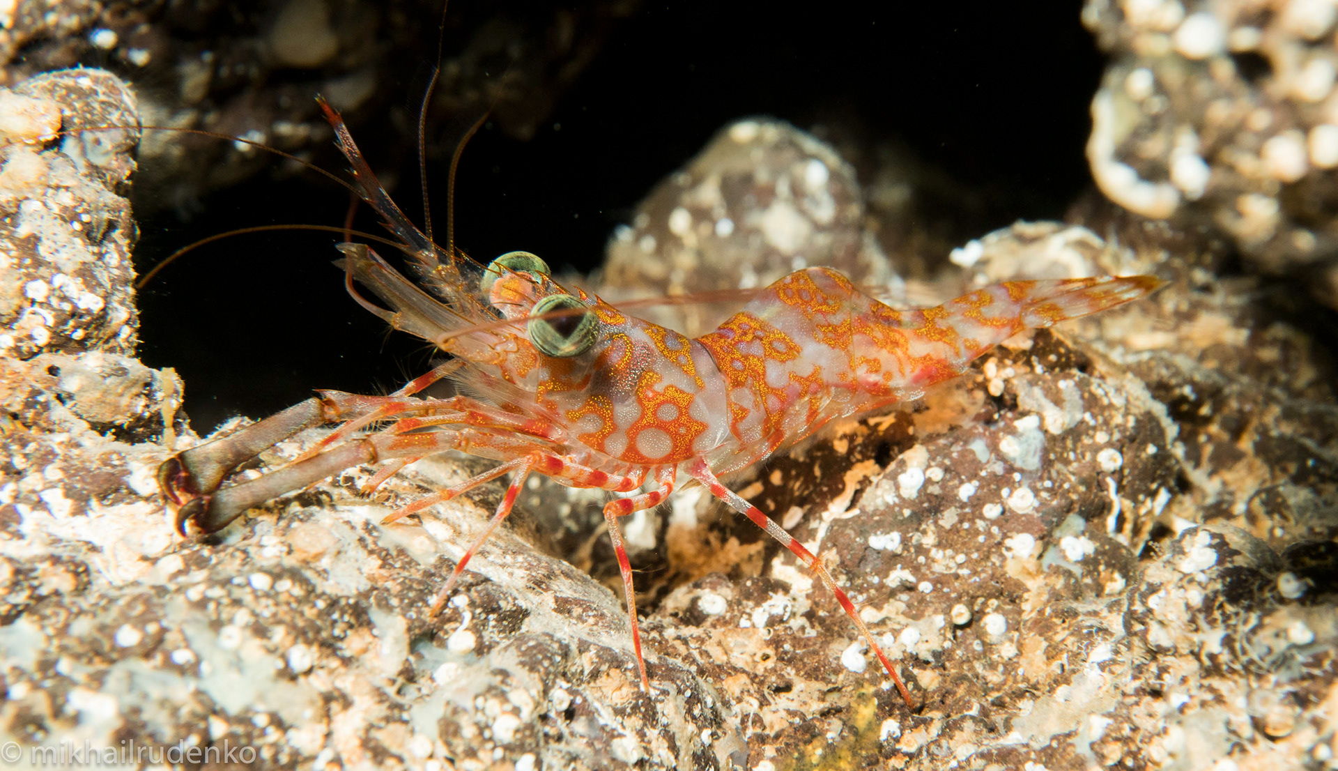 19. Reticulated Hinge-Beak shrimp
