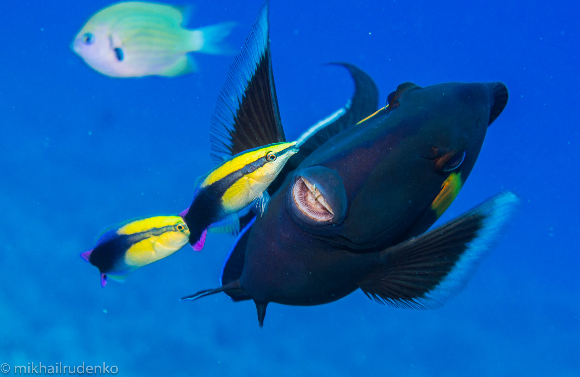 76. Cleaner Wrasse and Orangeband Surgeonfish