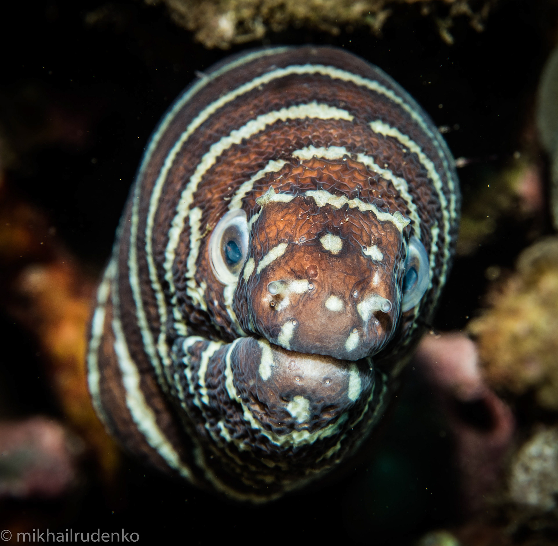 8. Zebra moray