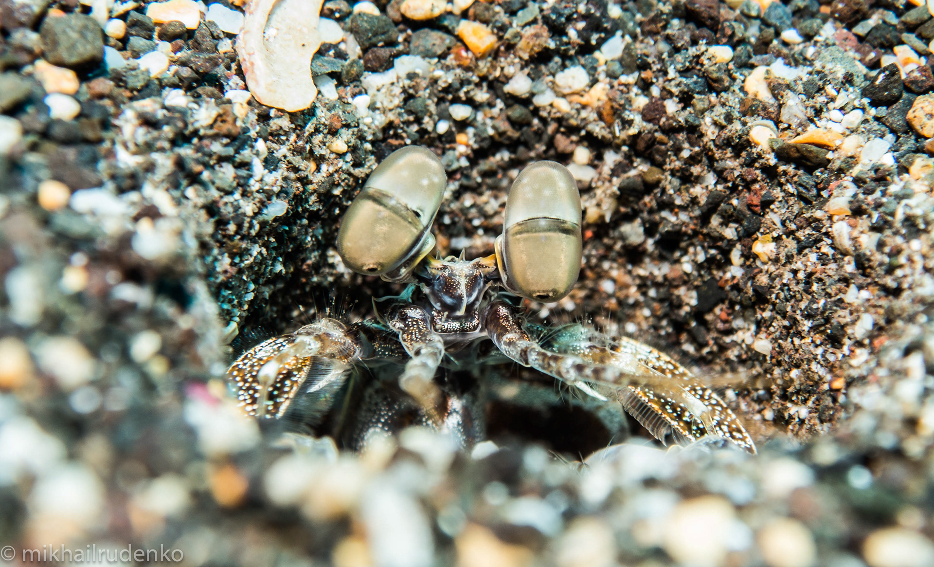 47. Giant Mantis Shrimp