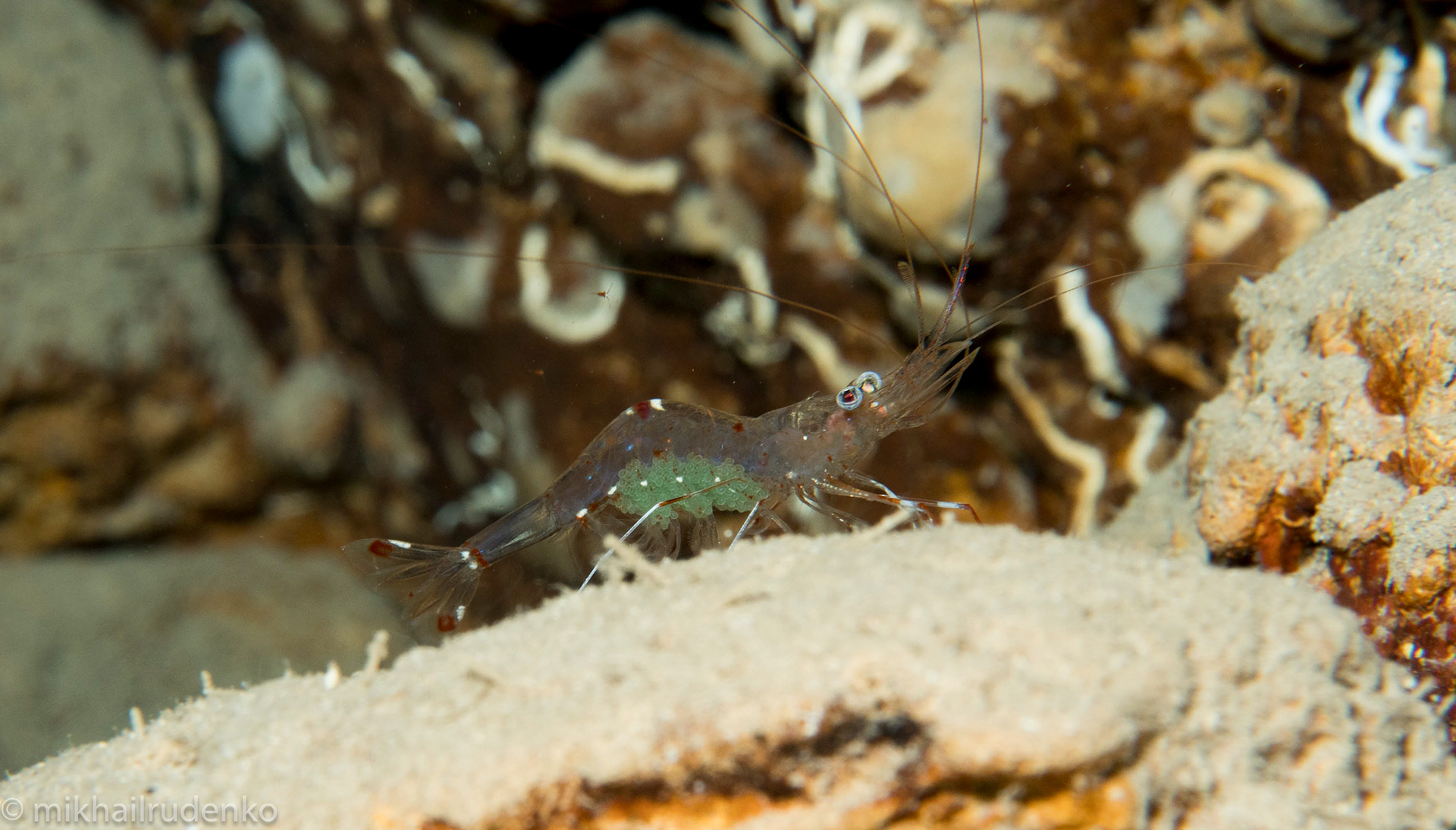 34. Clear Cleaner shrimp with eggs