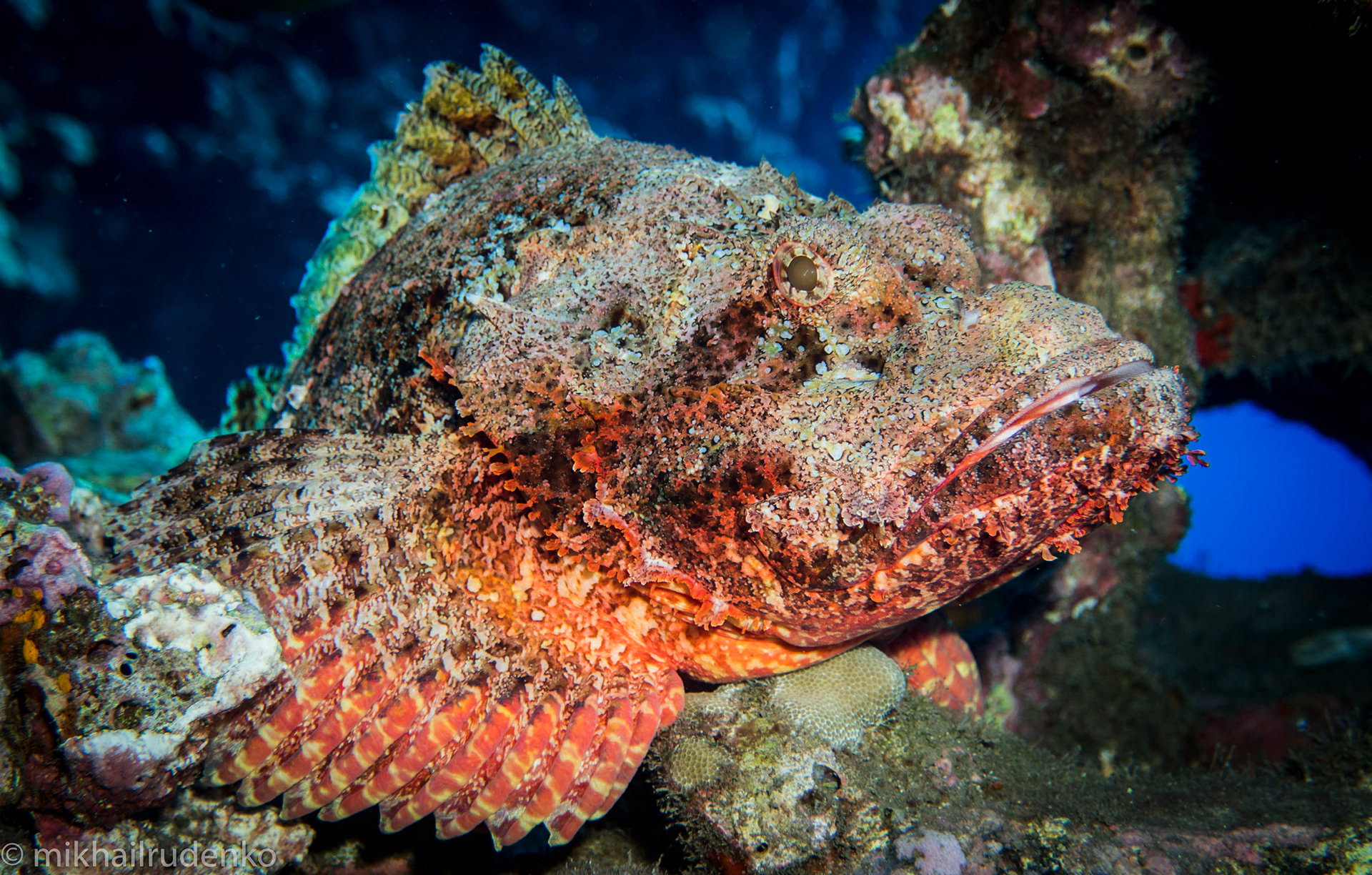 9. Titan Scorpionfish