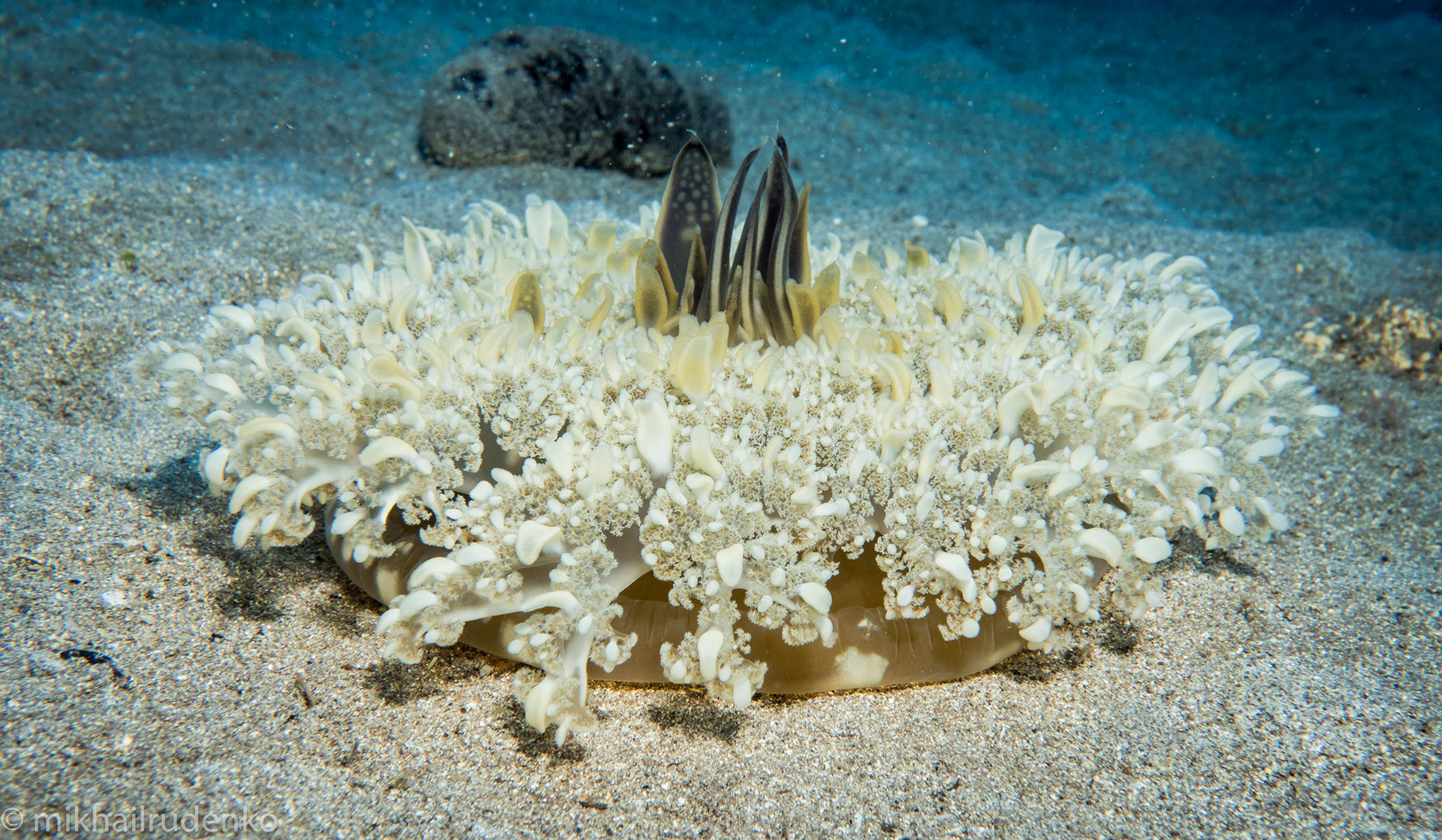 63. Upside-down jelly