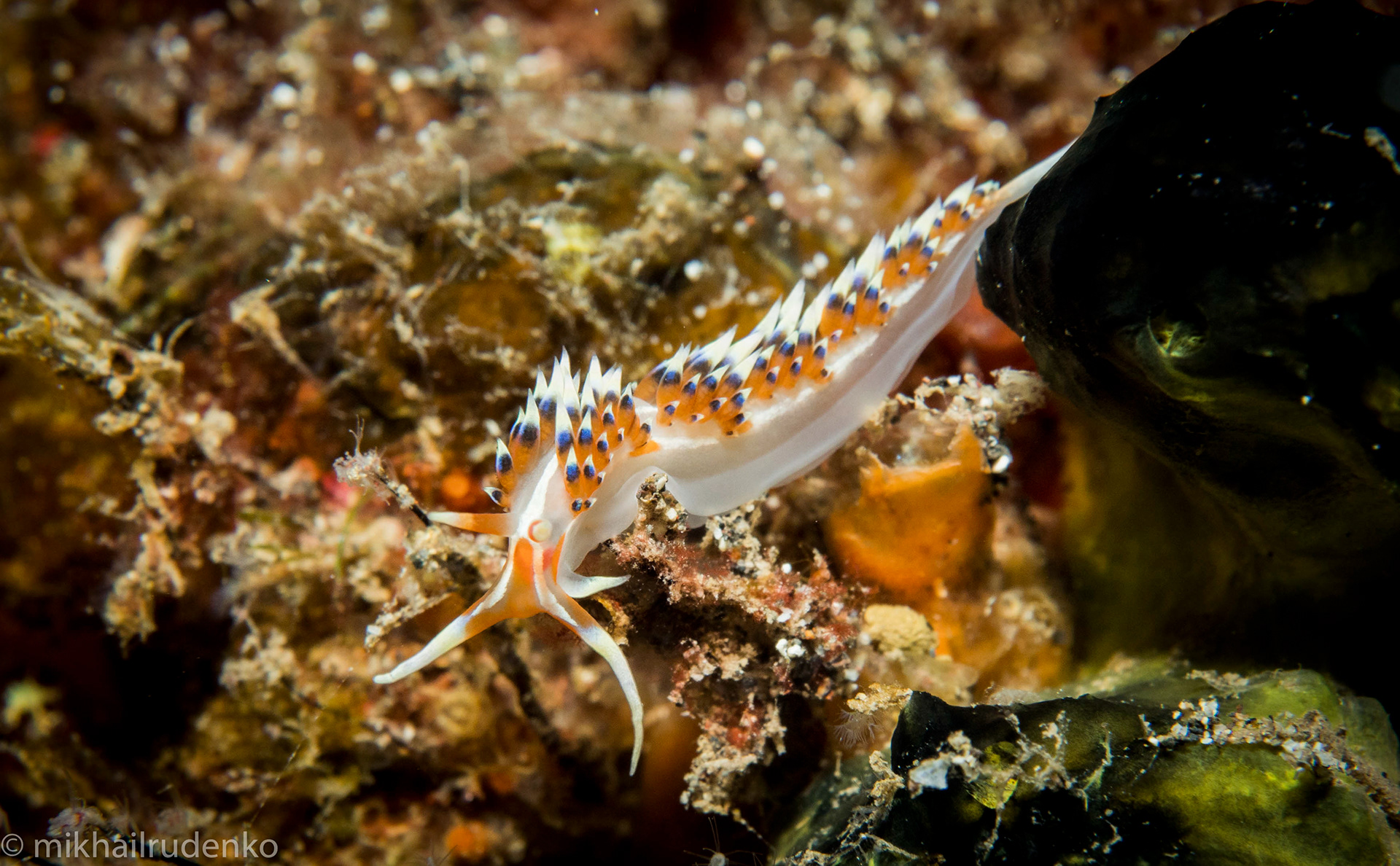 18. Caloria sp. #4 Nudibranch