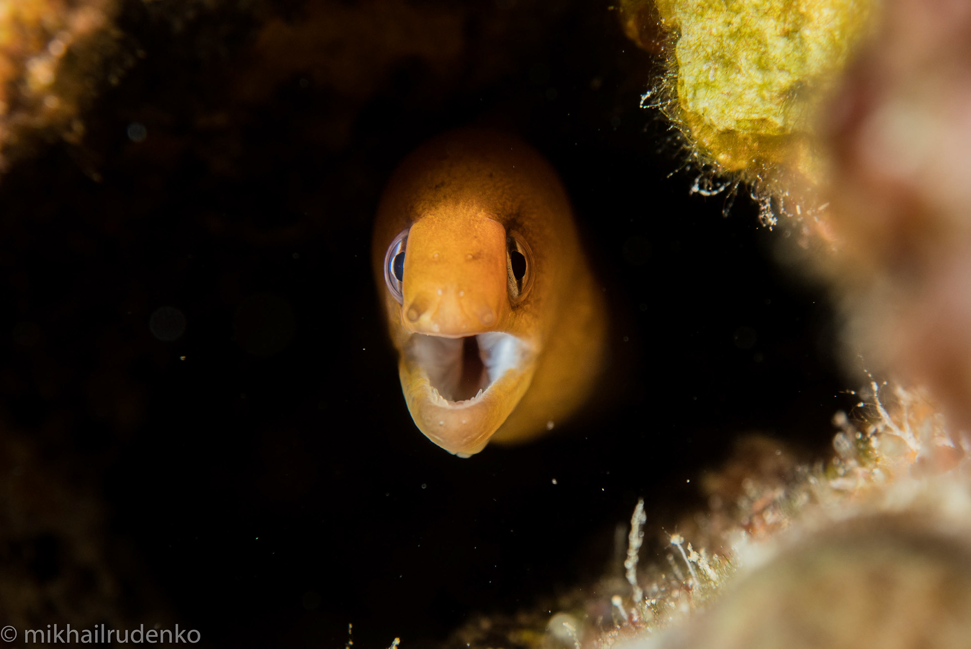 3. Dwarf moray