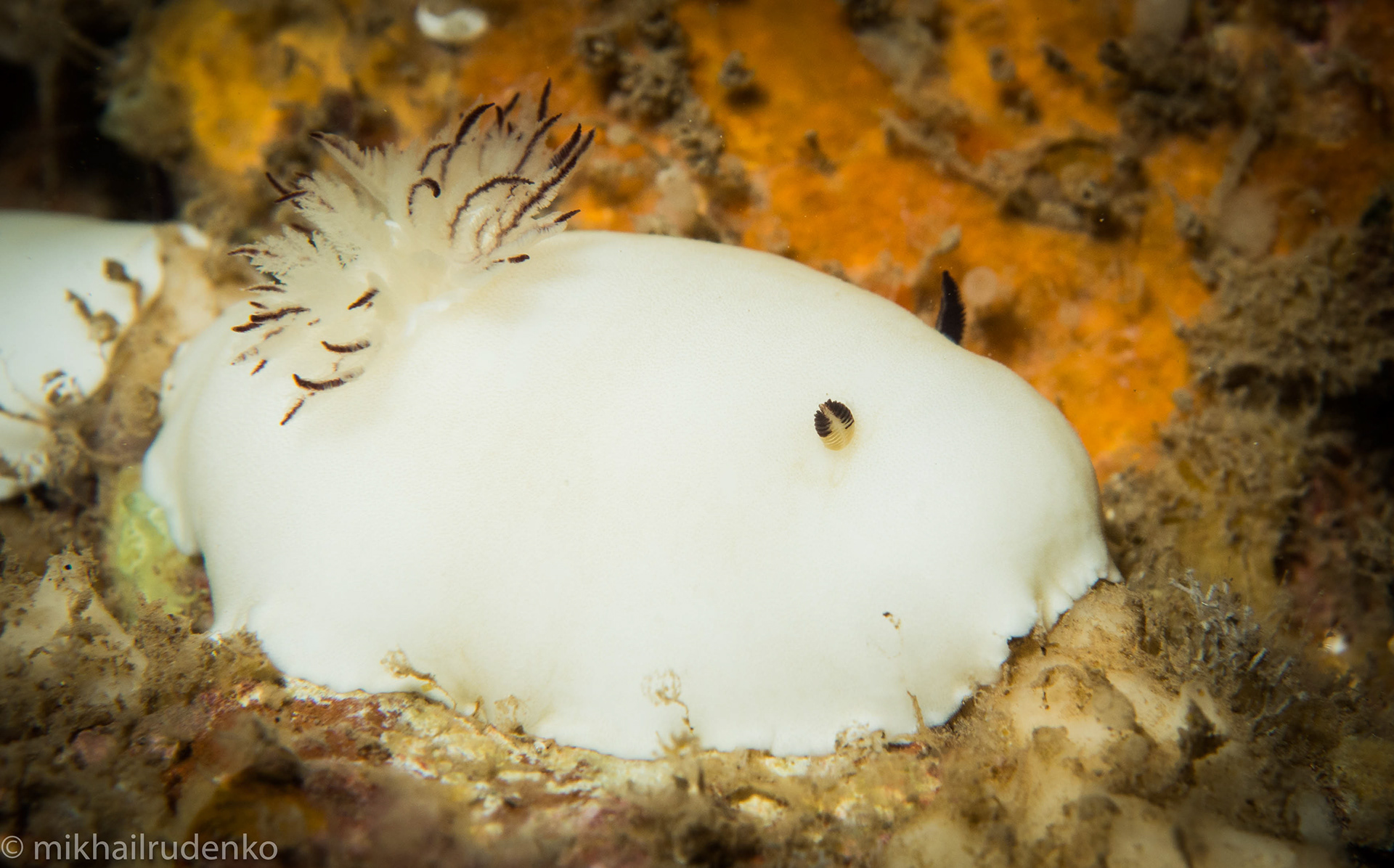 28. Fellow's nudi