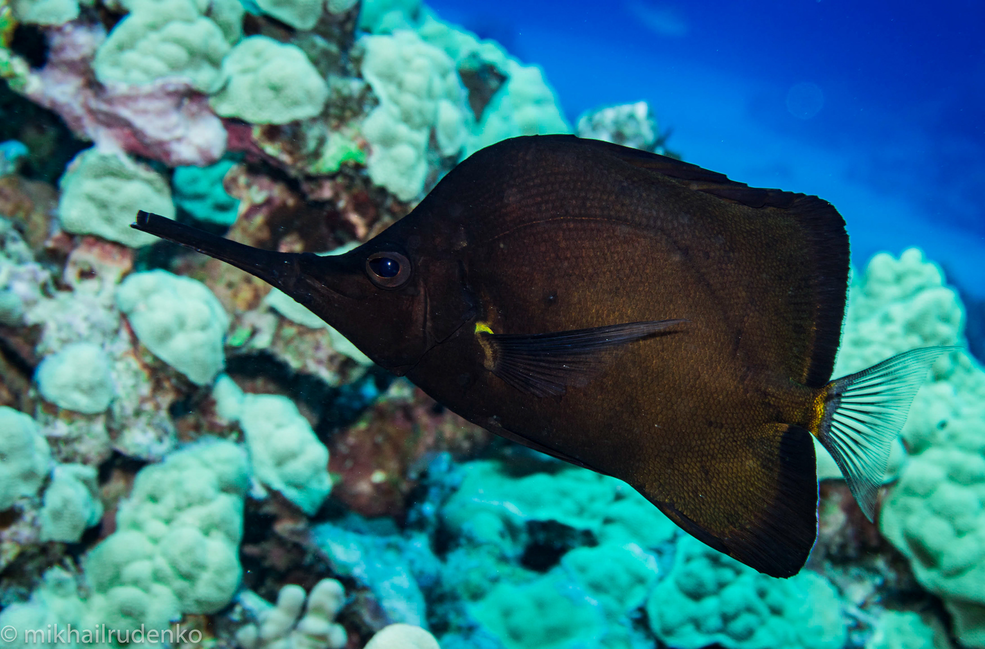 8. Big Longnose Butterflyfish (Black)