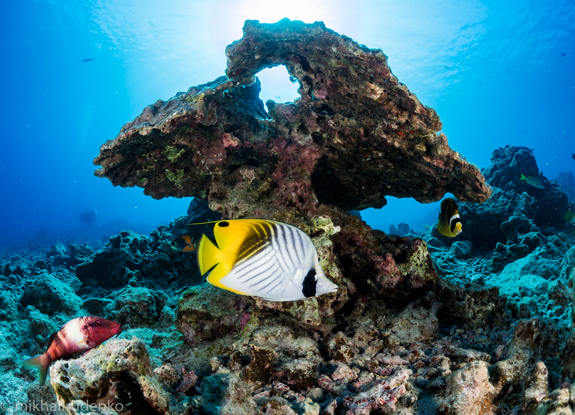27. Threadfin Butterflyfish