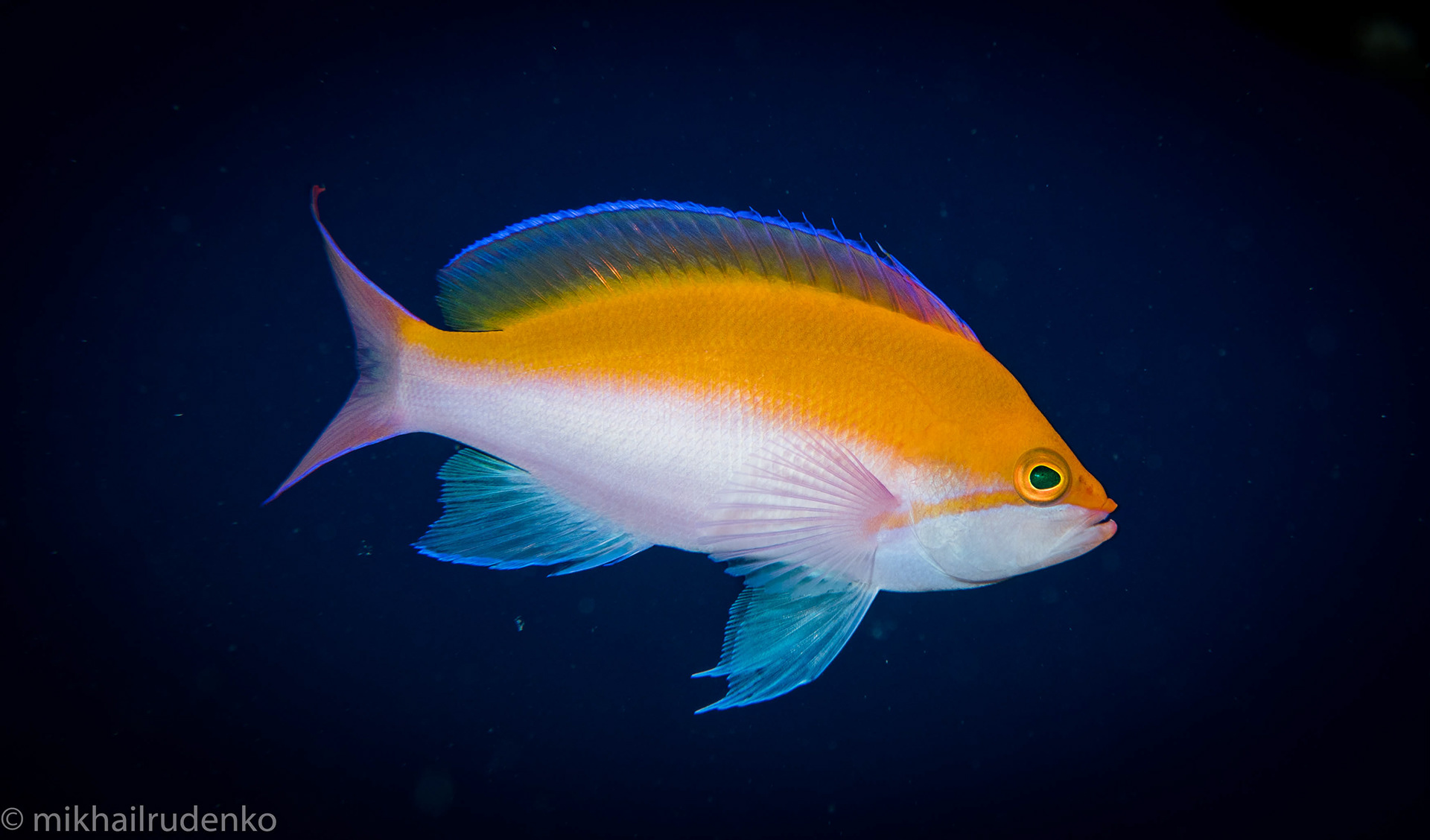 23. Bicolor Anthias