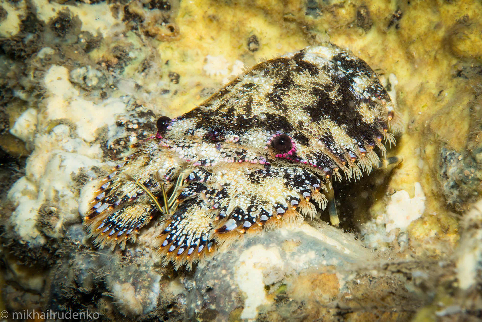 28. Sculptured Slipper lobster