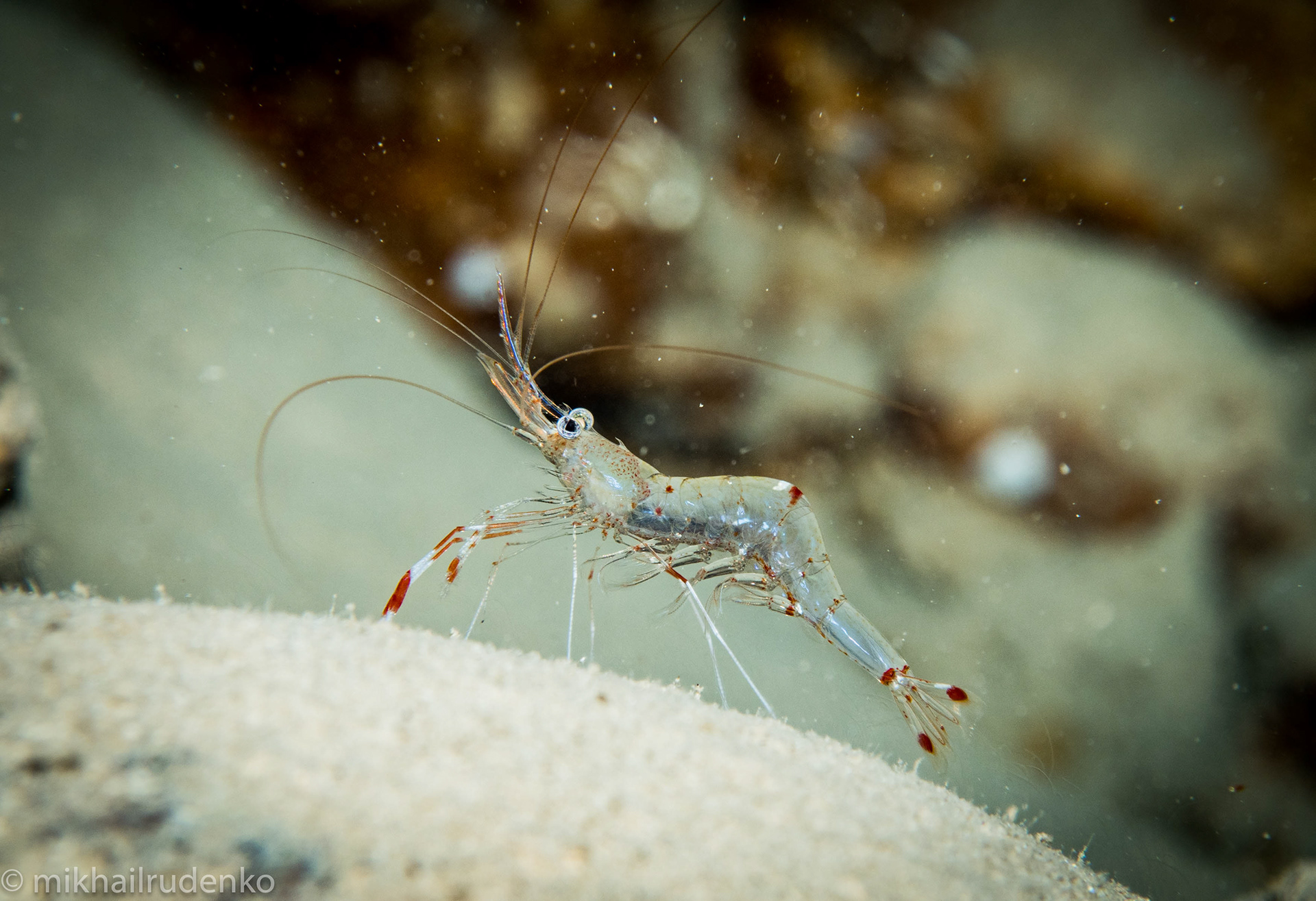 30. Clear Cleaner Shrimp