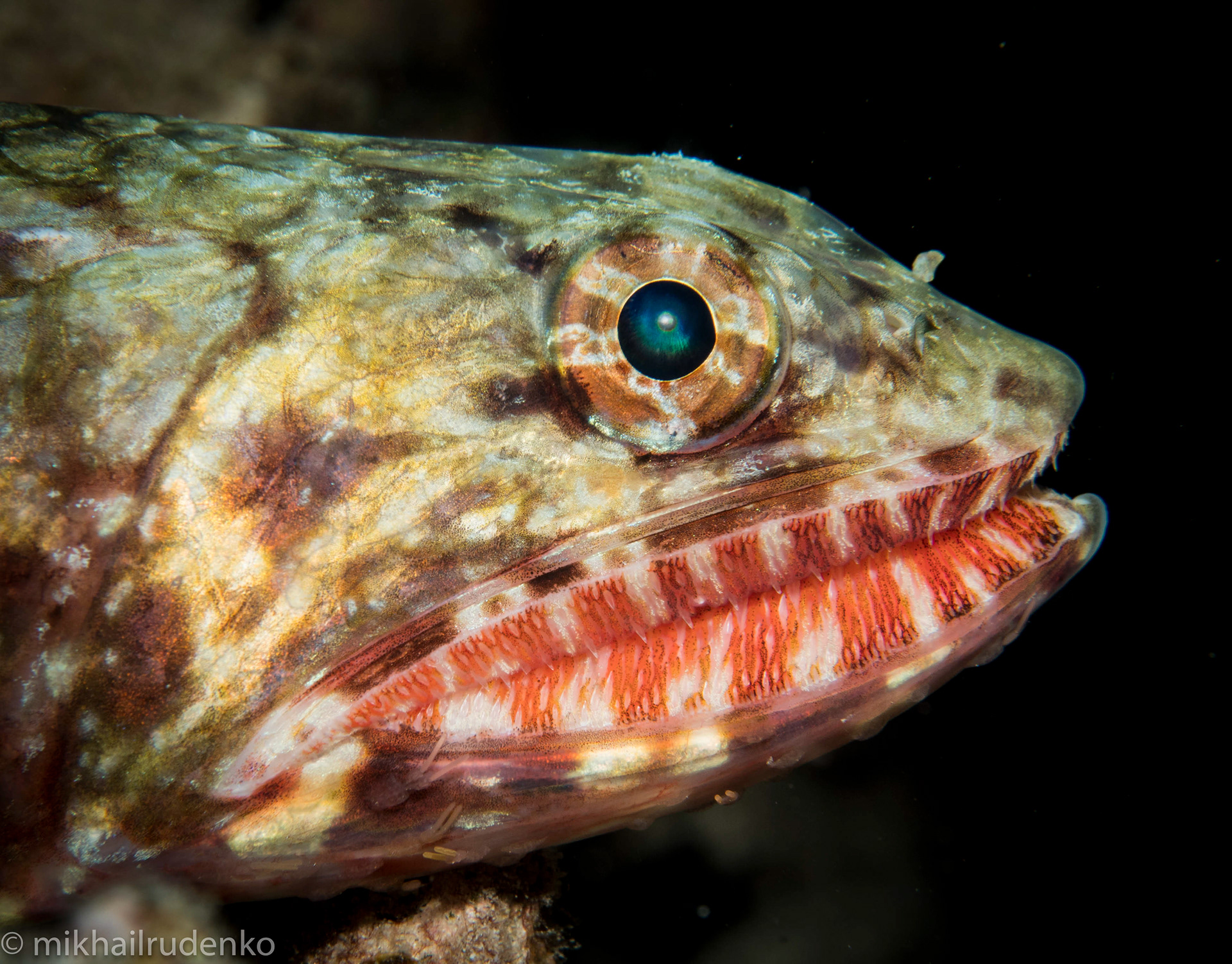 3. Orangemouth Lizardfish
