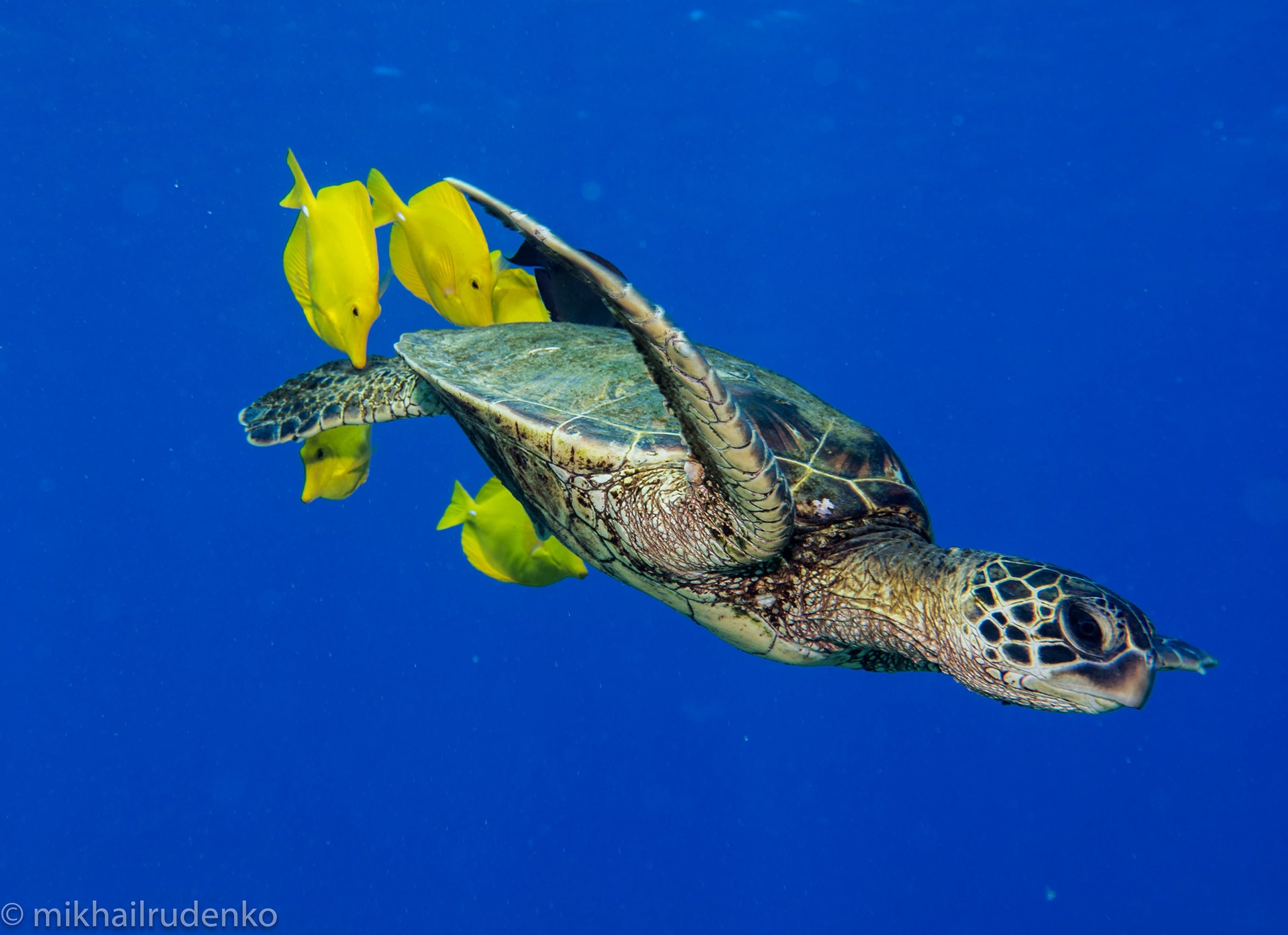 5. Green Turtle at the cleaning station