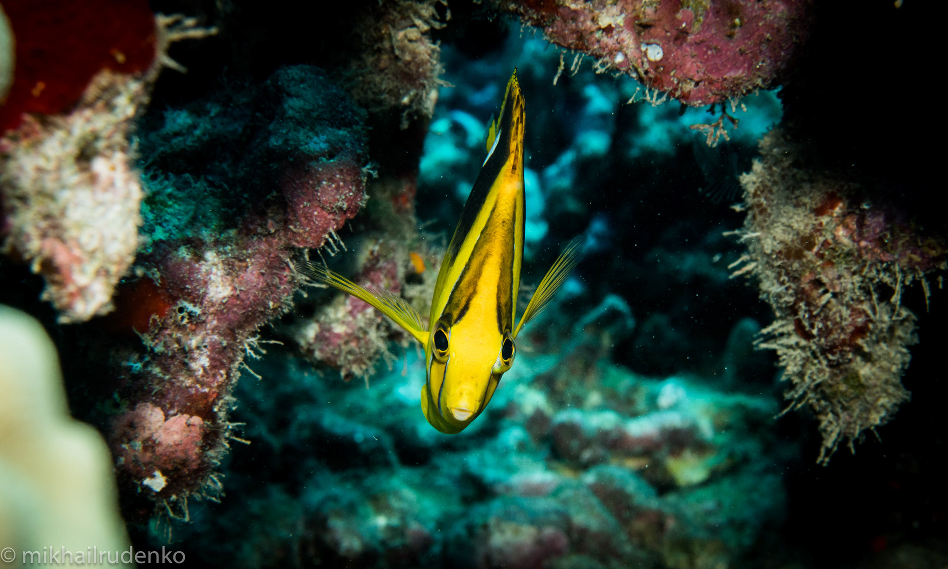 52. Fourspot Butterflyfish