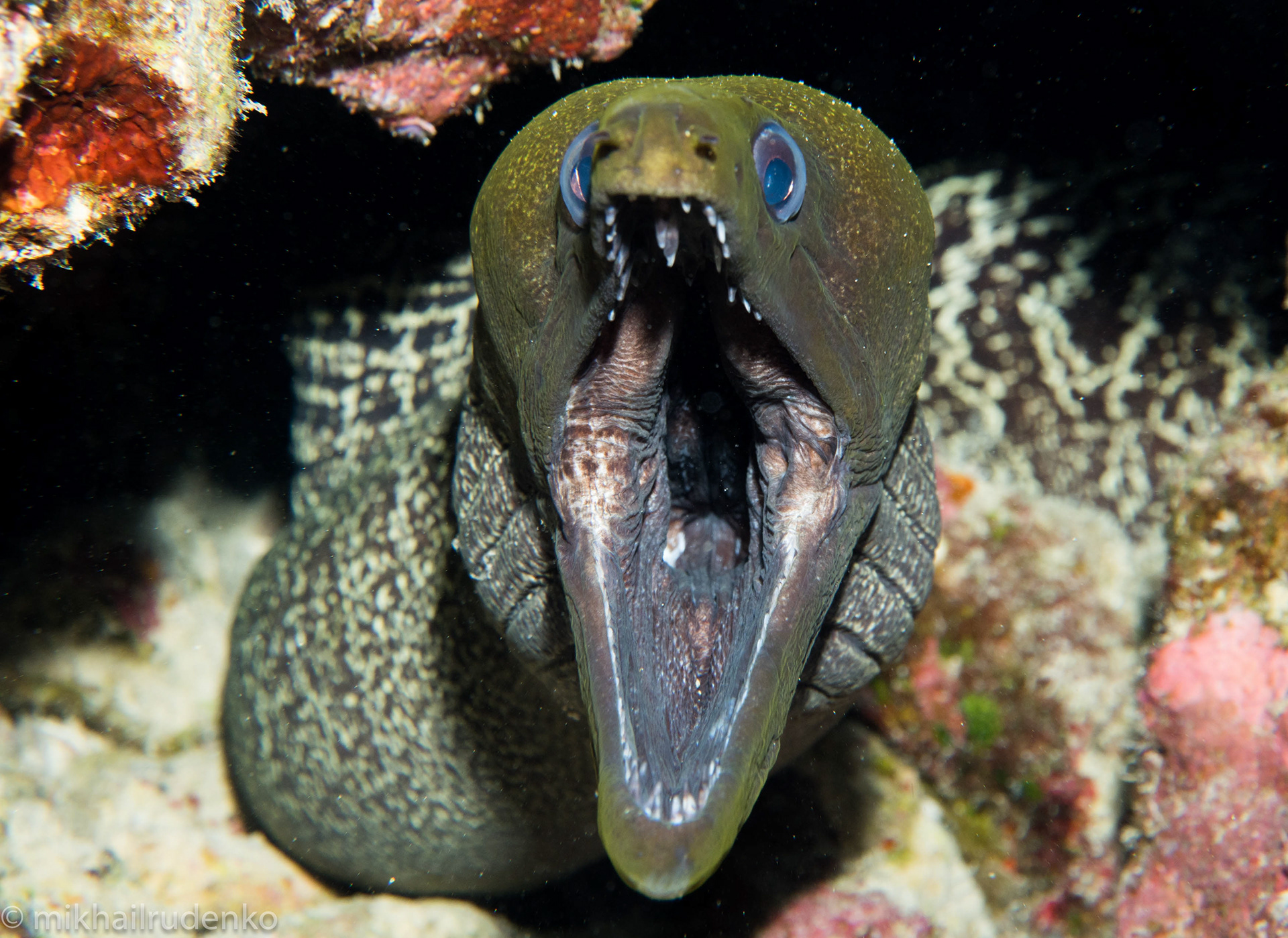 4. Undulated moray